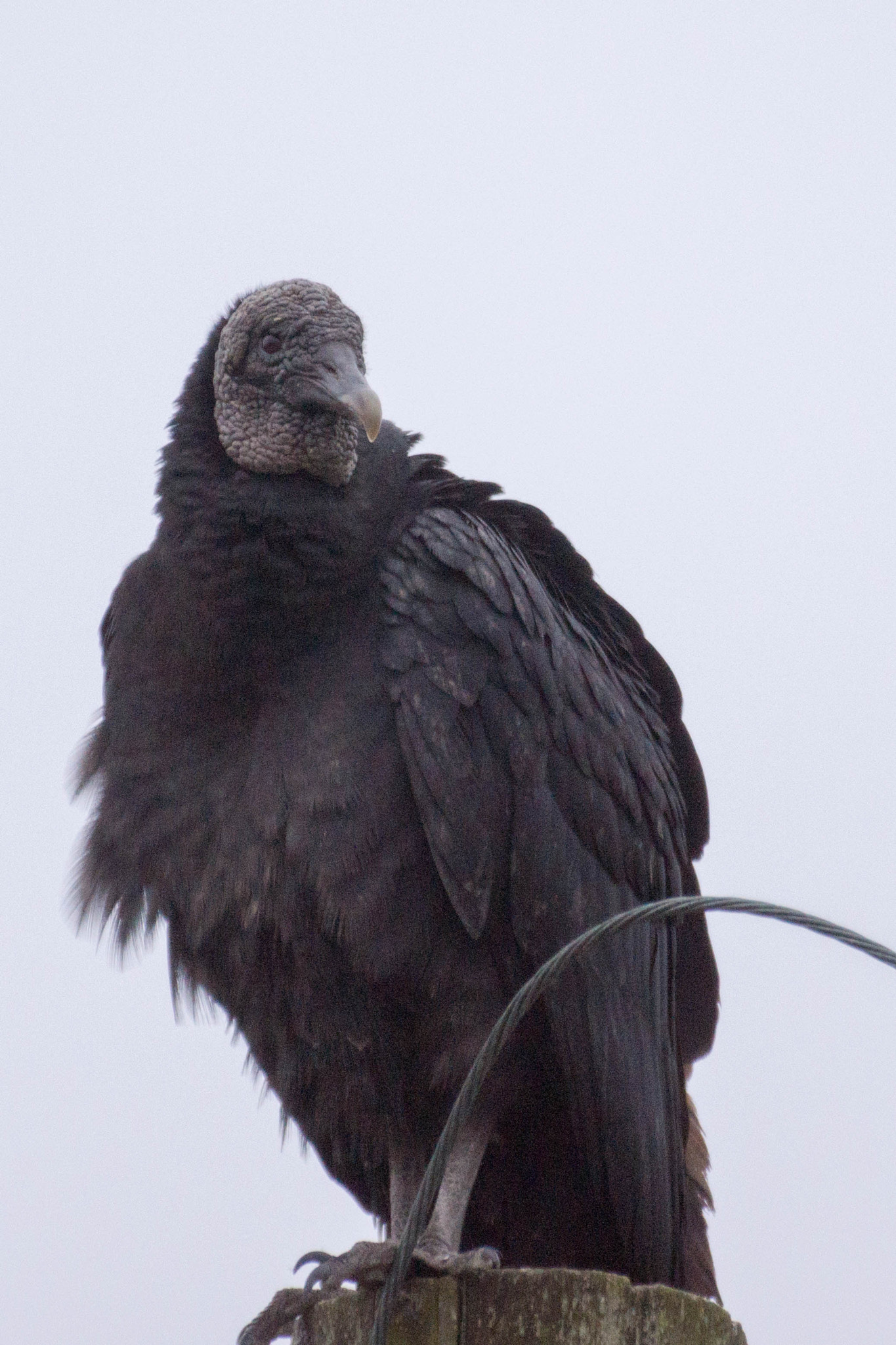Sony SLT-A65 (SLT-A65V) sample photo. Black vulture photography