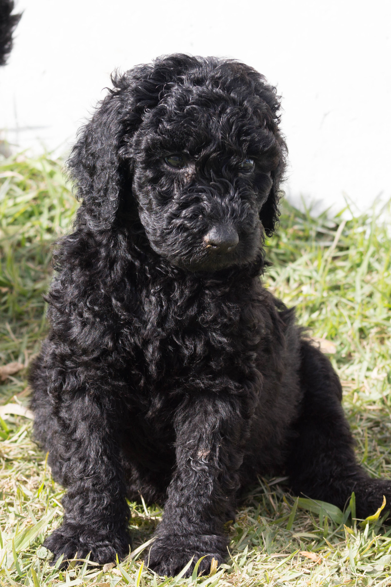 Sony SLT-A65 (SLT-A65V) sample photo. Standard poodle puppy photography