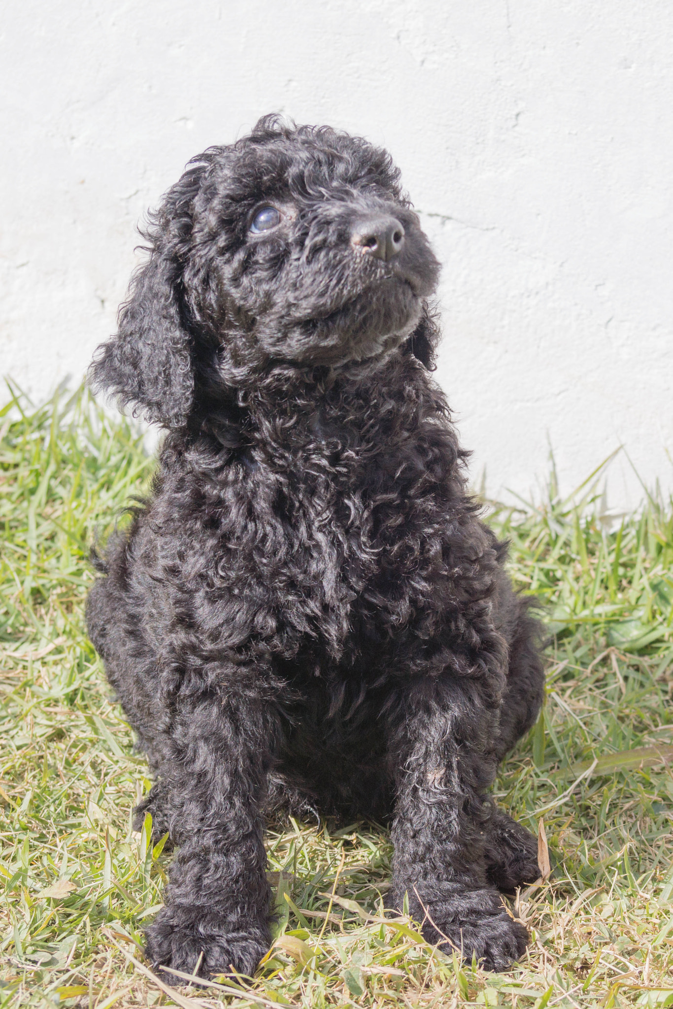Sony SLT-A65 (SLT-A65V) sample photo. Poodle puppy 6wks photography
