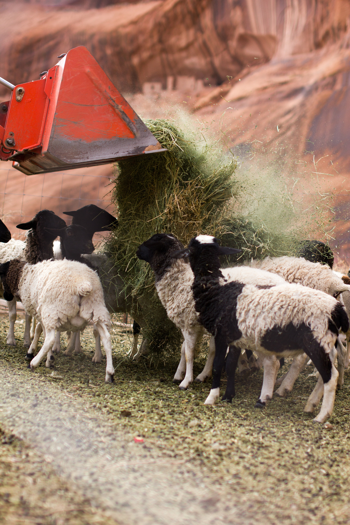 Sigma 50mm F1.4 EX DG HSM sample photo. Sheep in the canyon photography