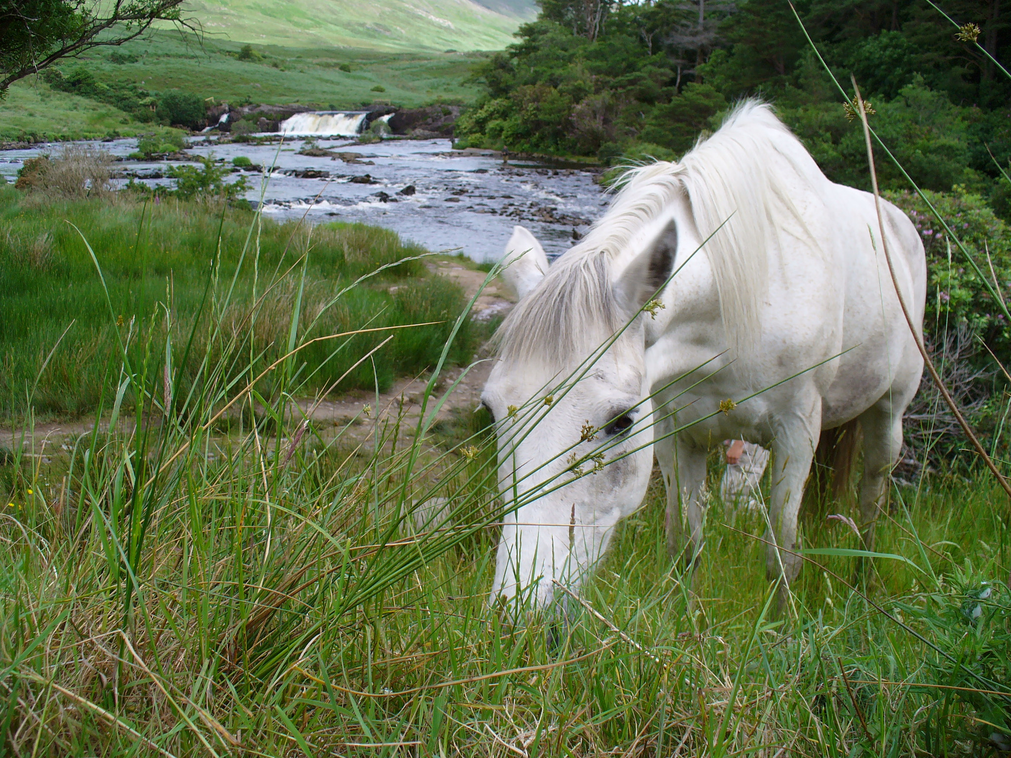 Panasonic DMC-LZ1 sample photo. Horse and waterfall photography