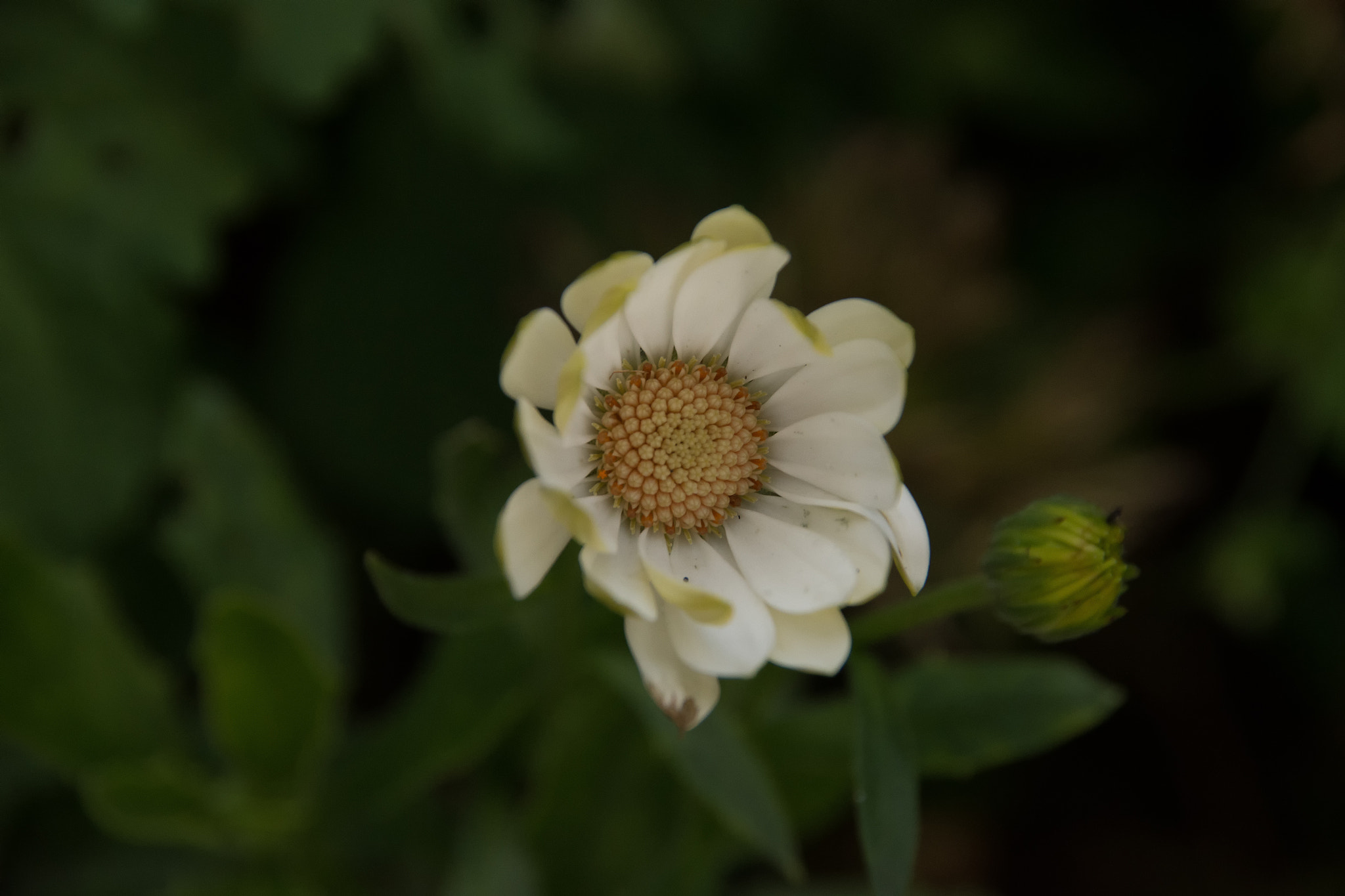 Nikon D7200 + Sigma 18-200mm F3.5-6.3 DC sample photo. White flower photography