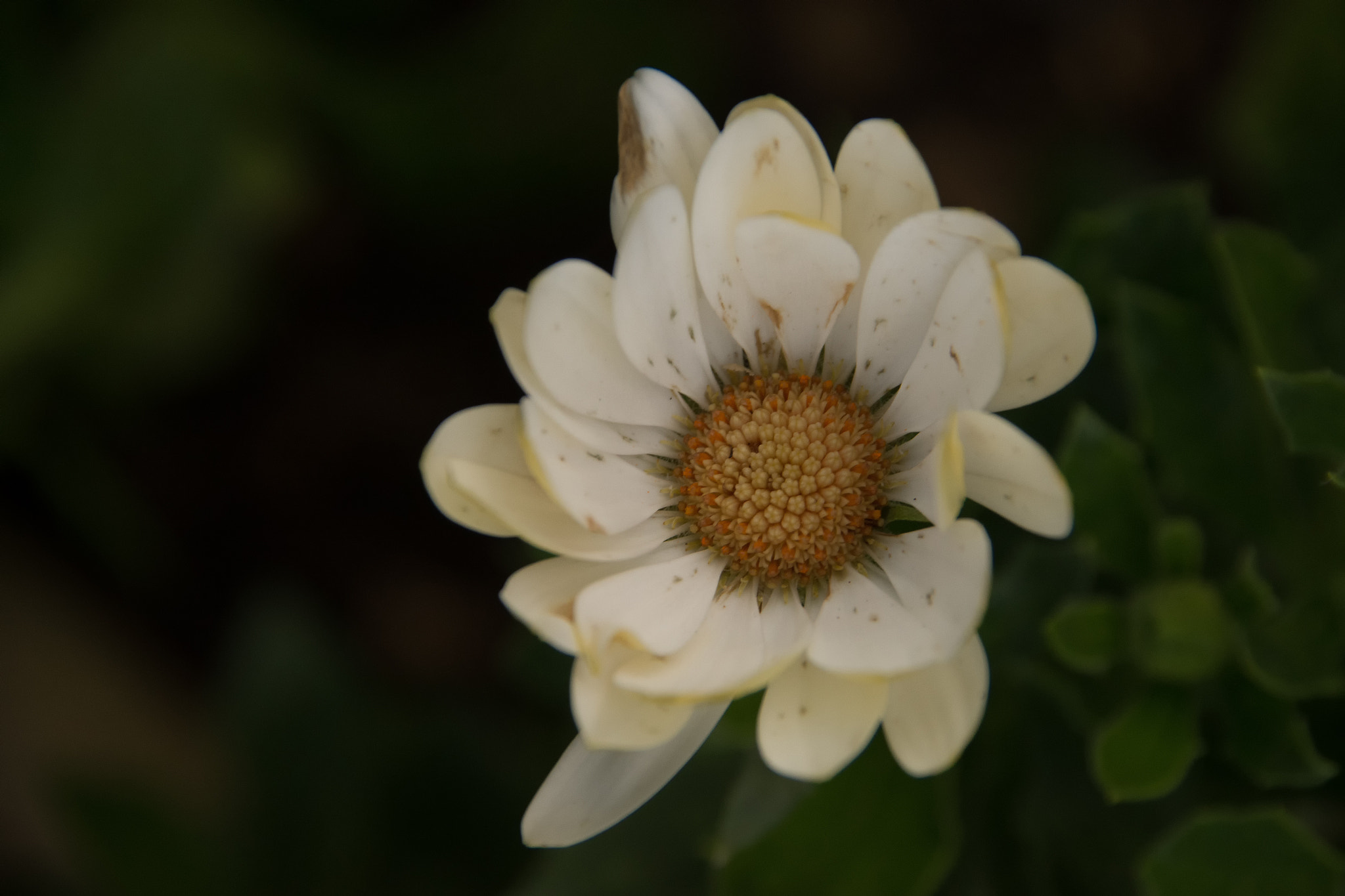 Nikon D7200 + Sigma 18-200mm F3.5-6.3 DC sample photo. White flower photography