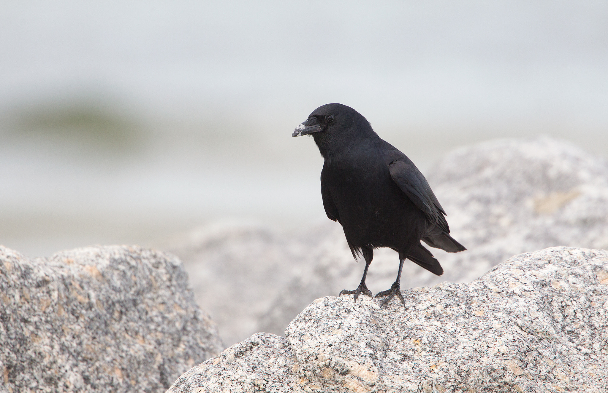 Canon EF 500mm F4L IS USM sample photo. Fish crow photography