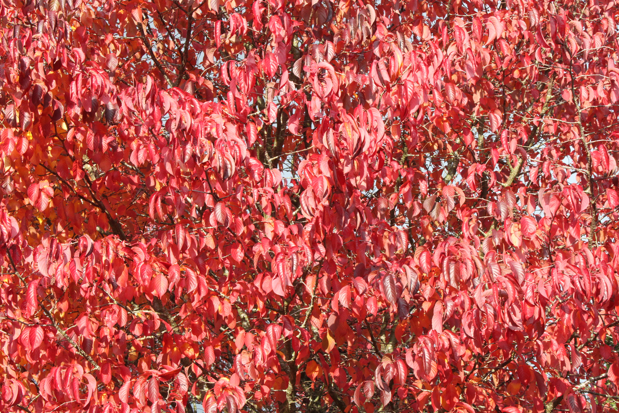 Canon EOS 500D (EOS Rebel T1i / EOS Kiss X3) sample photo. Autumn leaves photography