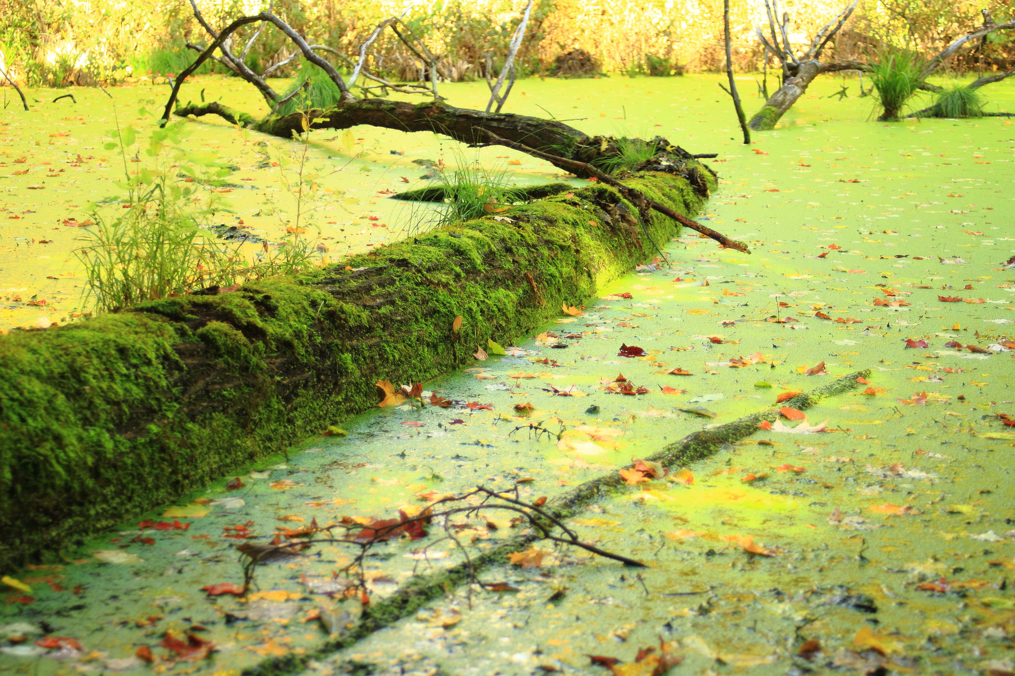 Canon EF 35-80mm f/4-5.6 USM sample photo. Log in pond photography