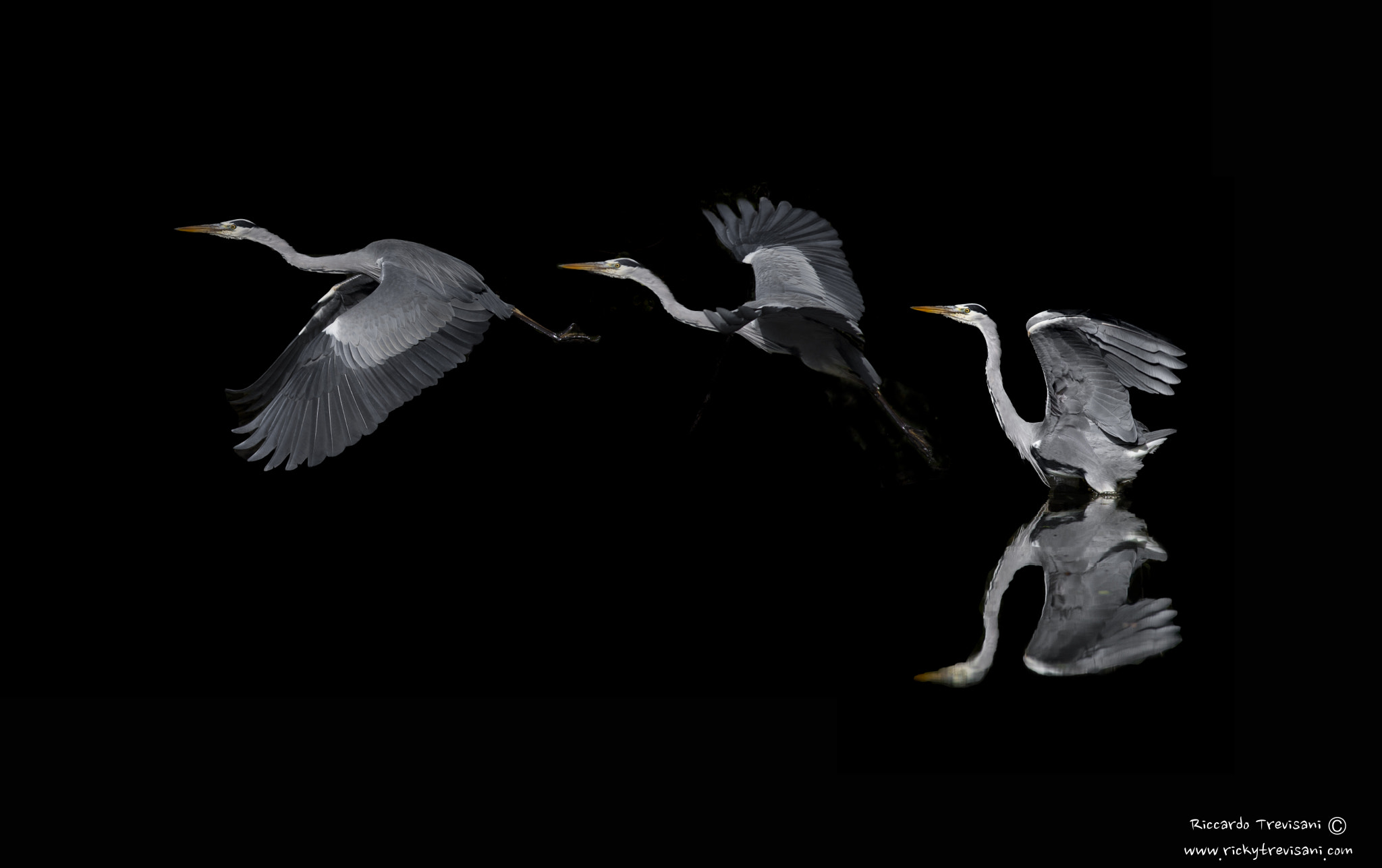 Nikon AF-S Nikkor 300mm F2.8G ED VR II sample photo. Take off sequence (grey heron) photography
