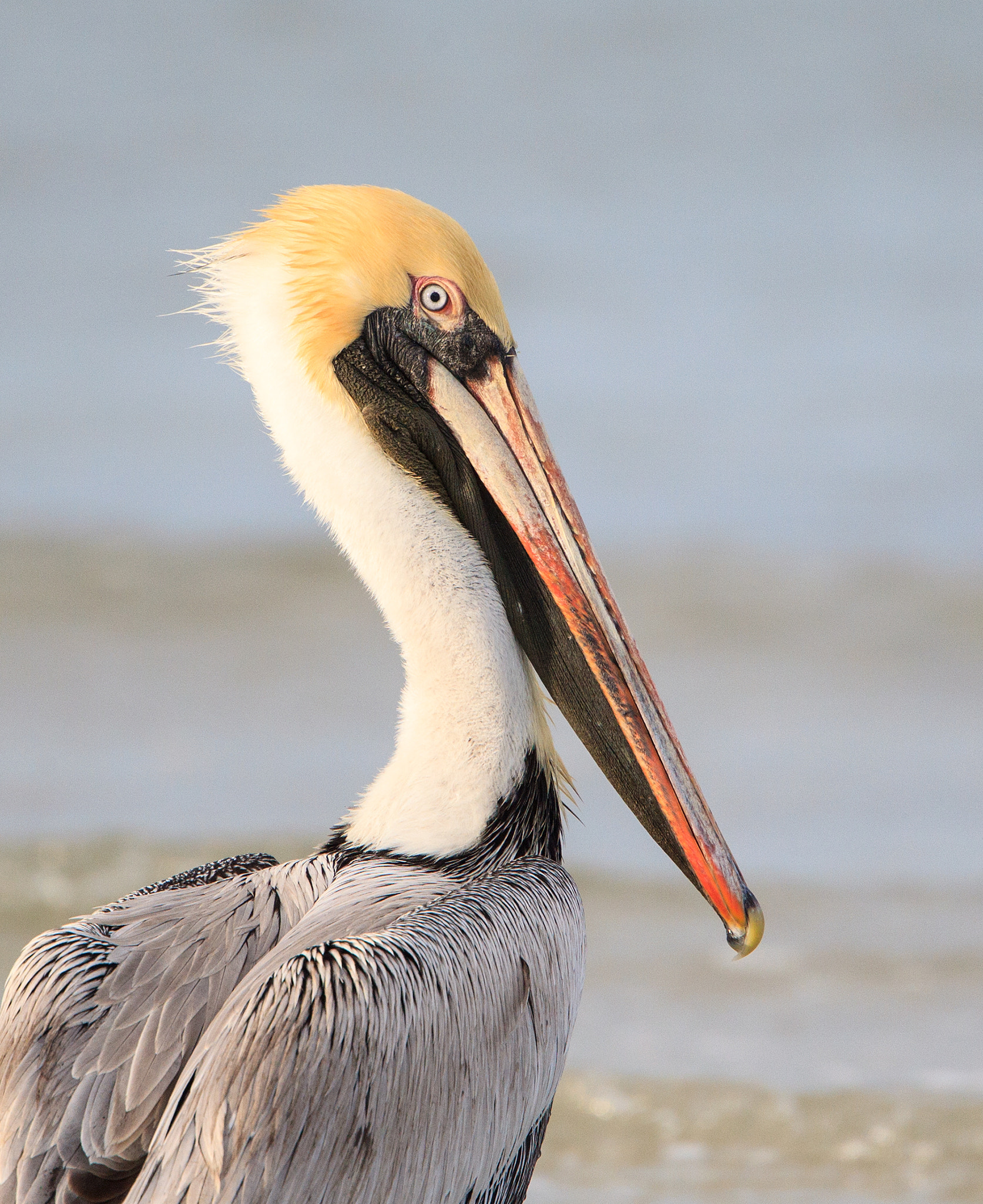 Canon EF 500mm F4L IS USM sample photo. Pelican photography
