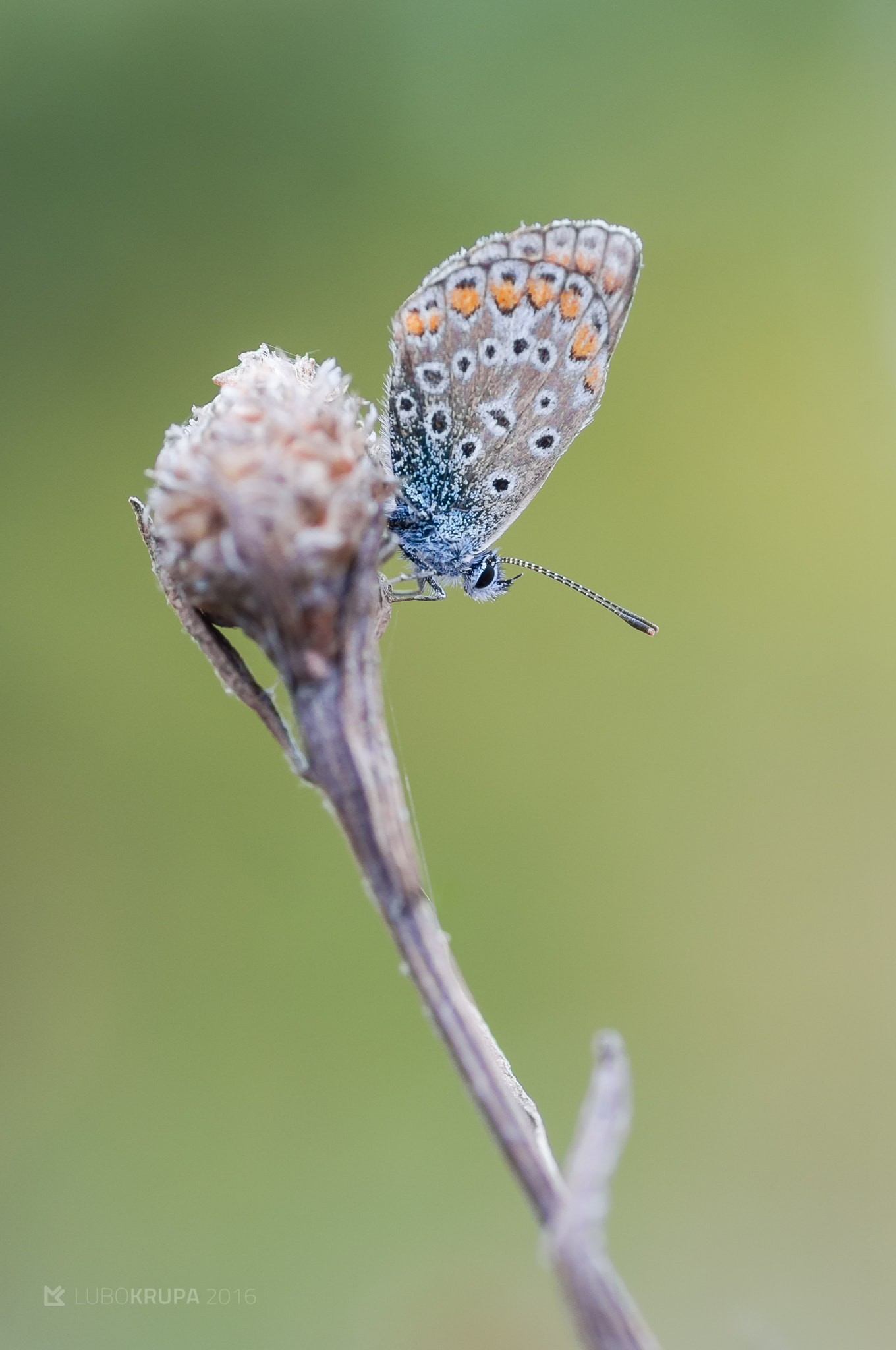 Pentax K-r sample photo. Polyommatus icarus photography