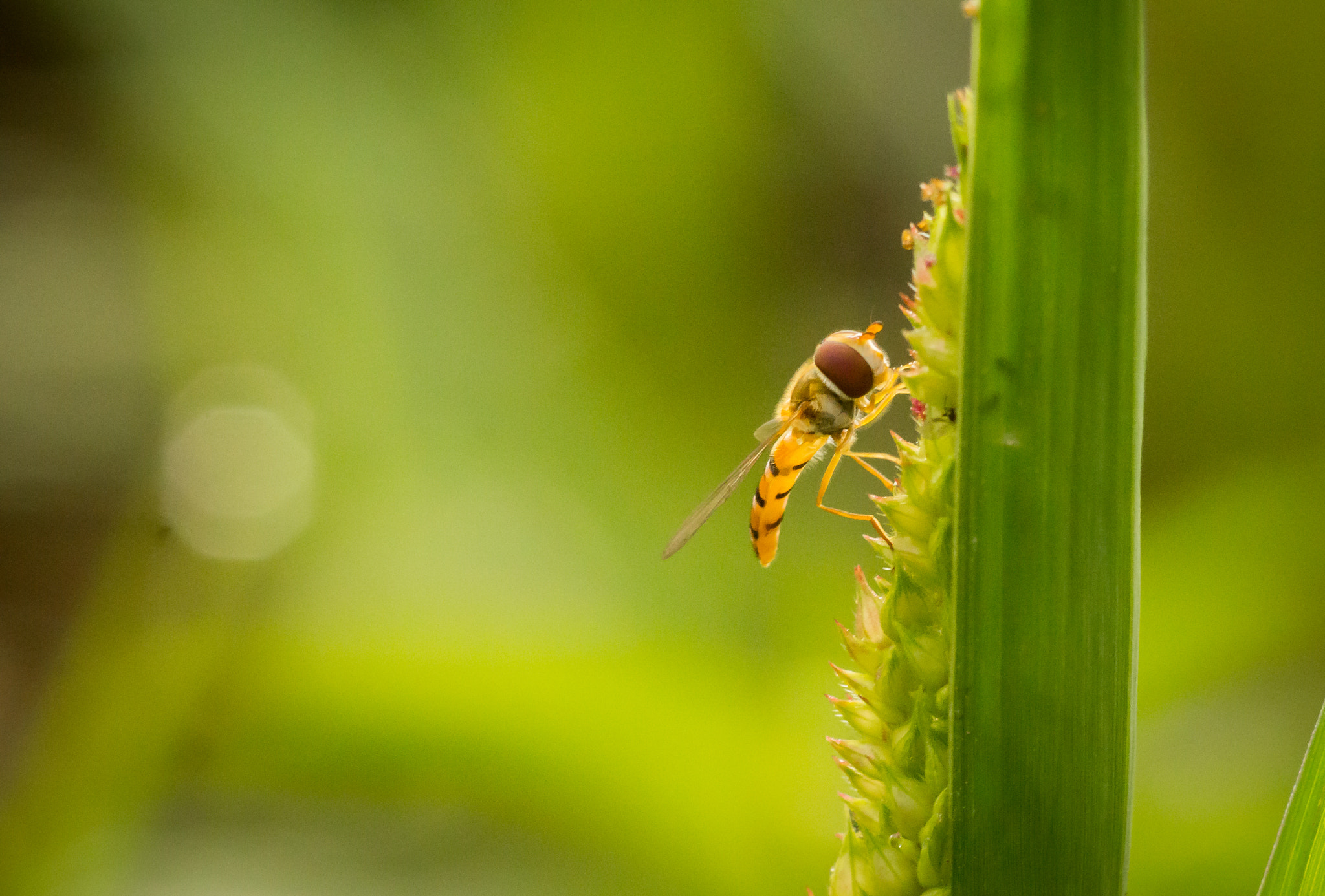 Canon EOS 60D + Canon EF 200mm F2.8L II USM sample photo. Hover fly.... photography