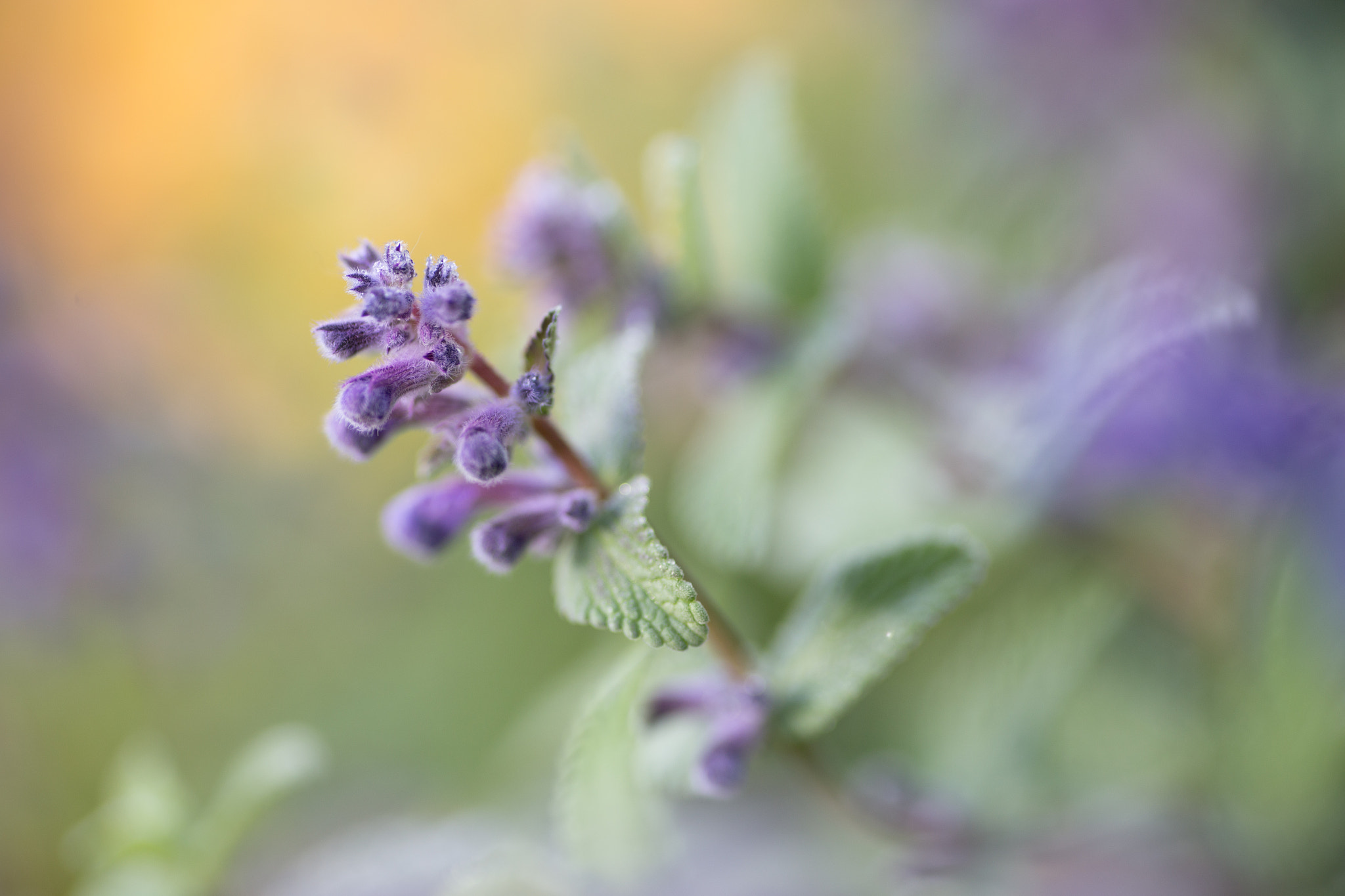 Canon EOS 6D + Tamron SP AF 90mm F2.8 Di Macro sample photo. Last flower out photography