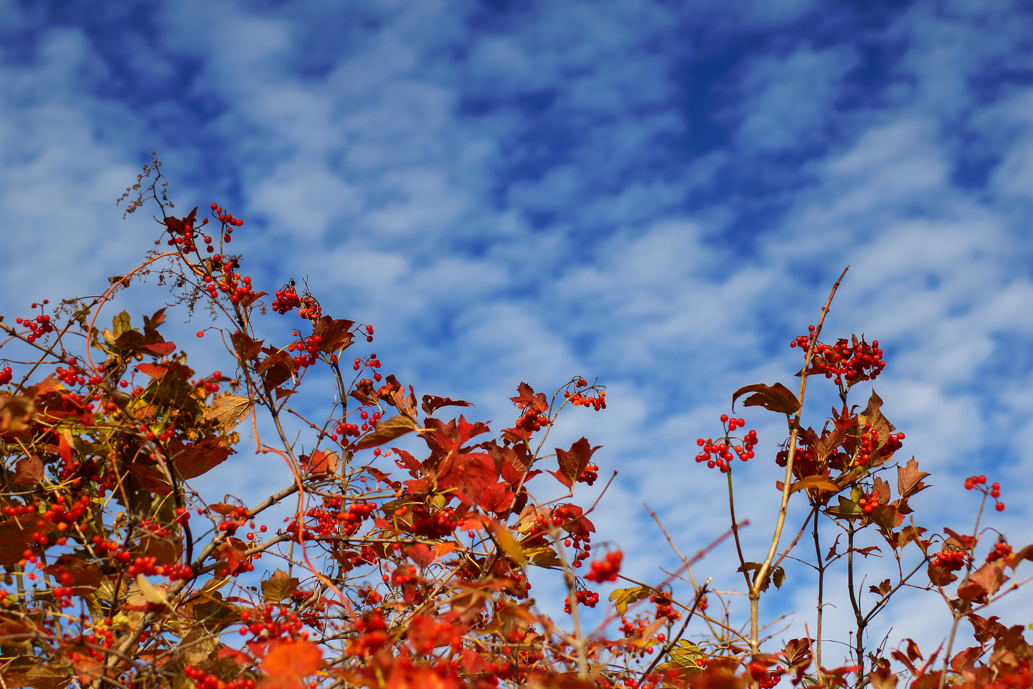 Tamron SP 45mm F1.8 Di VC USD sample photo. Autumn's fire photography