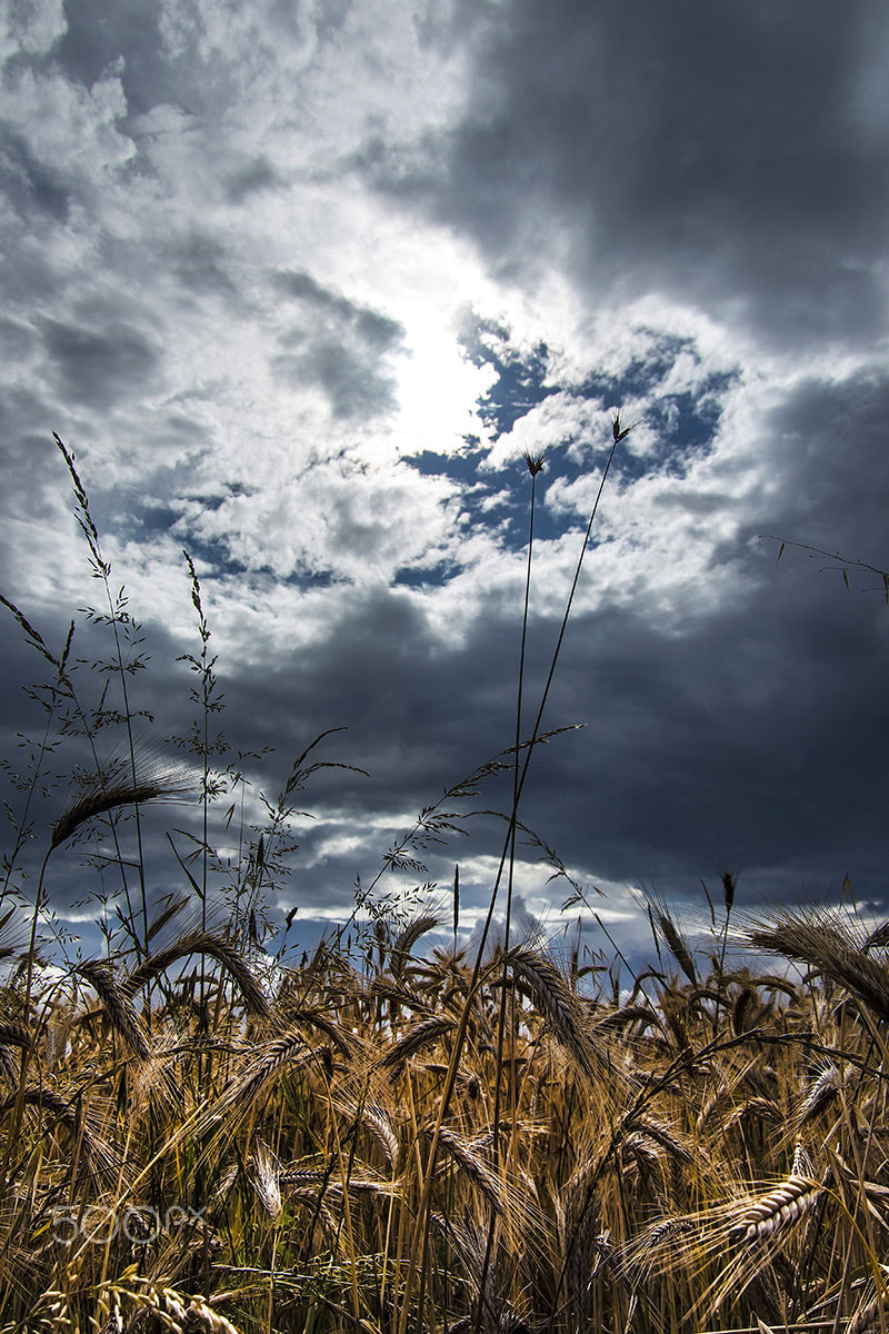 Canon EF 28-300mm F3.5-5.6L IS USM sample photo. In un campo di grano n.3 photography