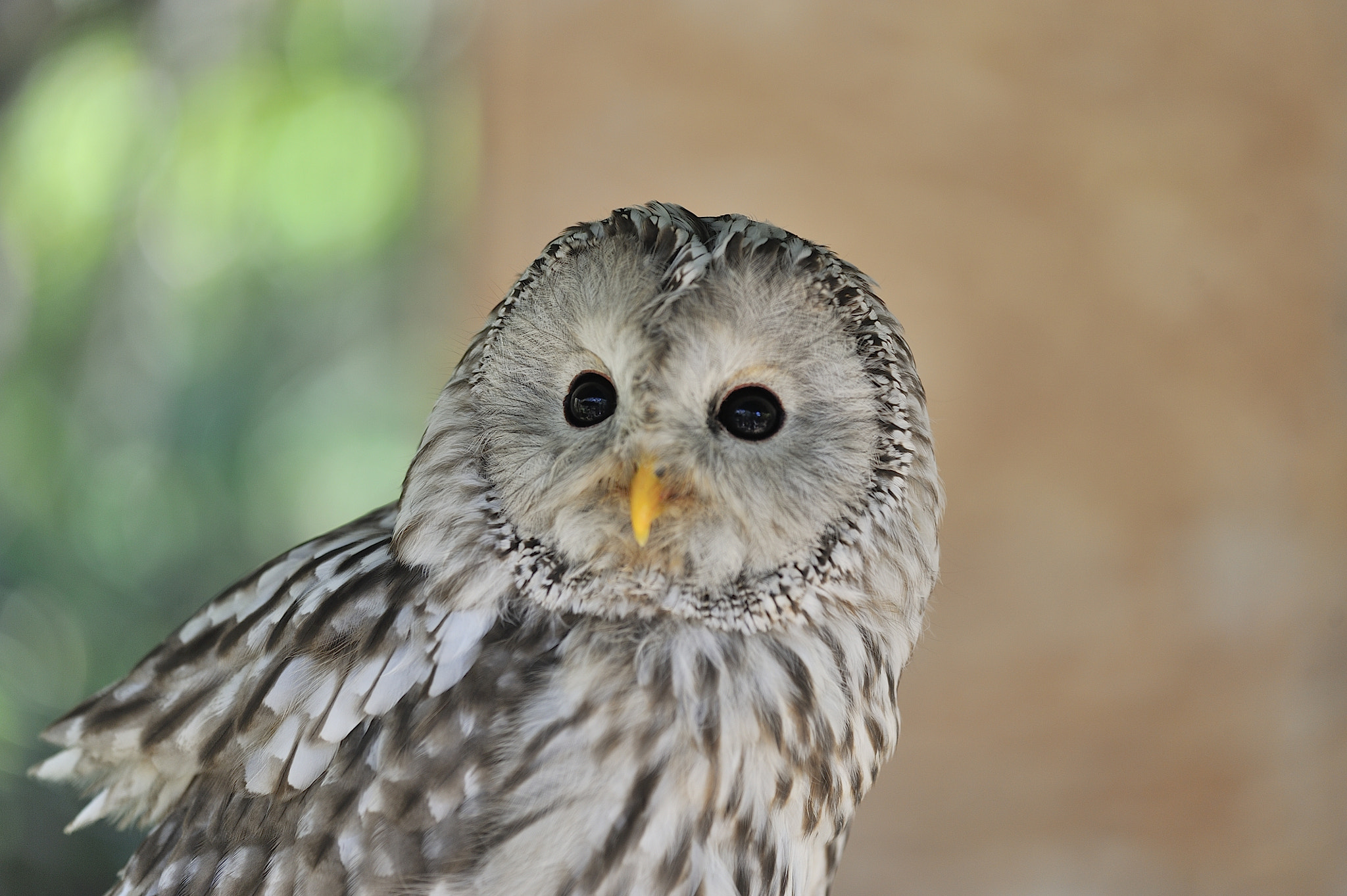 Nikon D3 + Sigma 150mm F2.8 EX DG Macro HSM sample photo. Owl photography