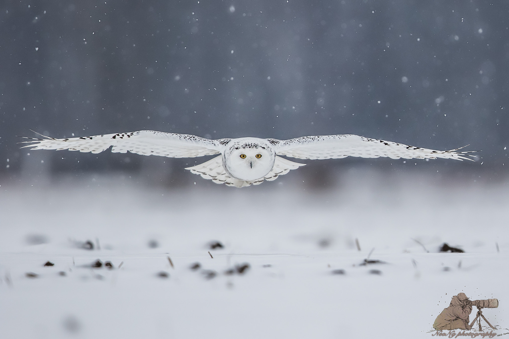 Canon EF 600mm F4L IS II USM sample photo. Filtered photography