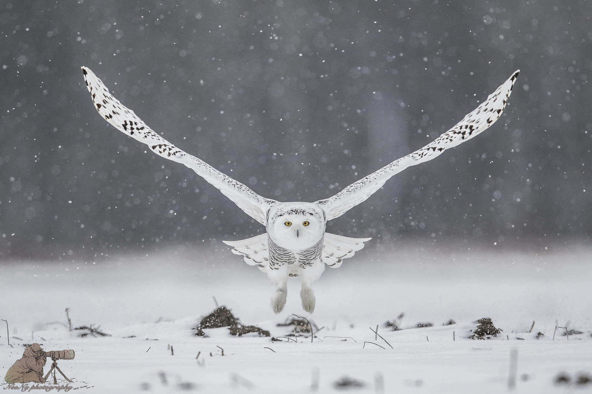 Canon EF 600mm F4L IS II USM sample photo. Neol photography