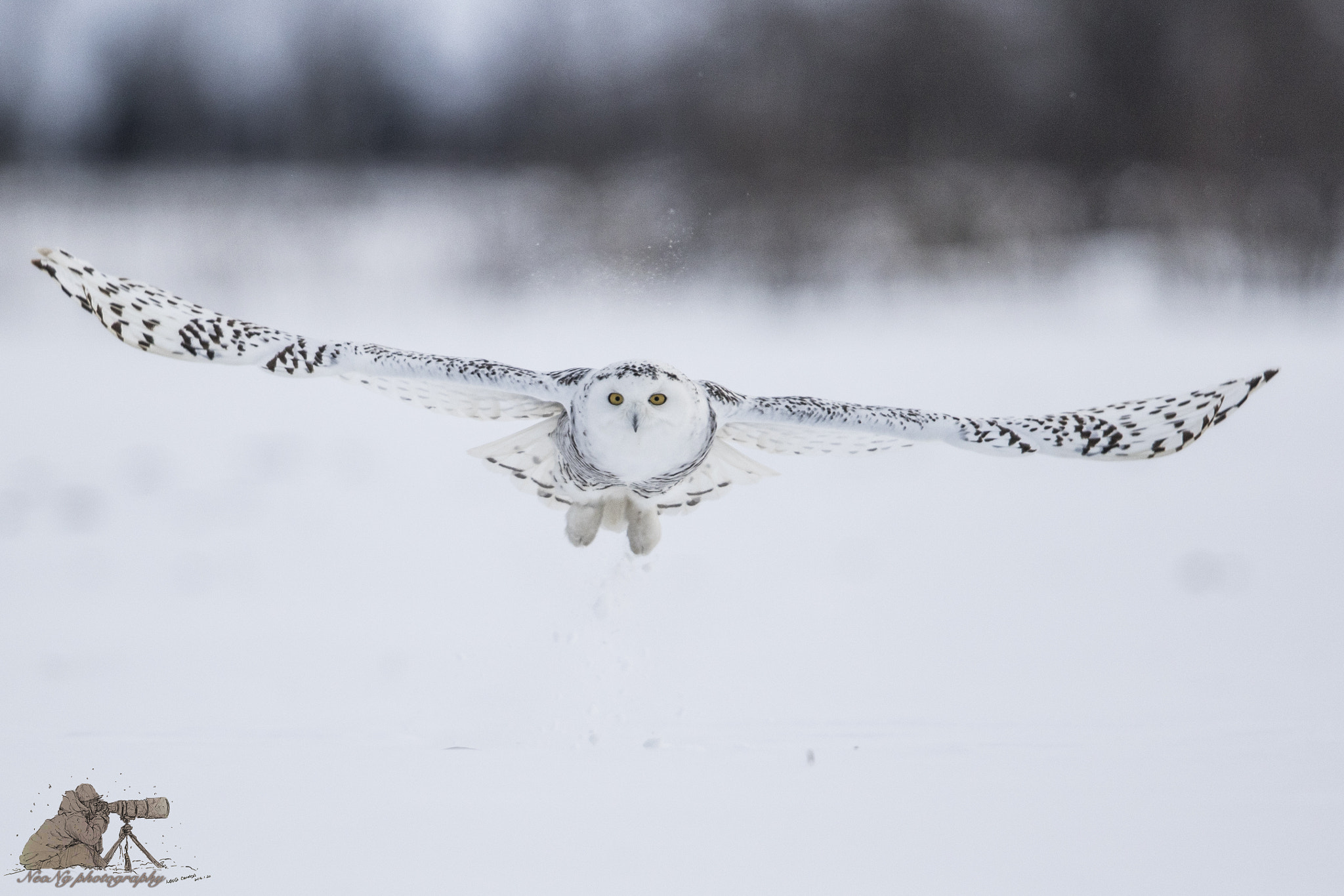 Canon EF 600mm F4L IS II USM sample photo. Neol photography