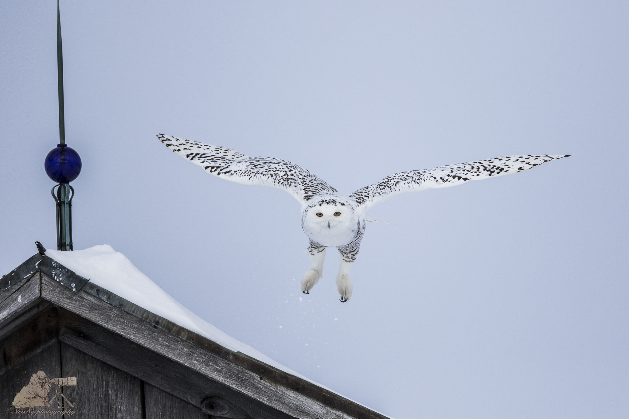 Canon EF 600mm F4L IS II USM sample photo. Neol photography