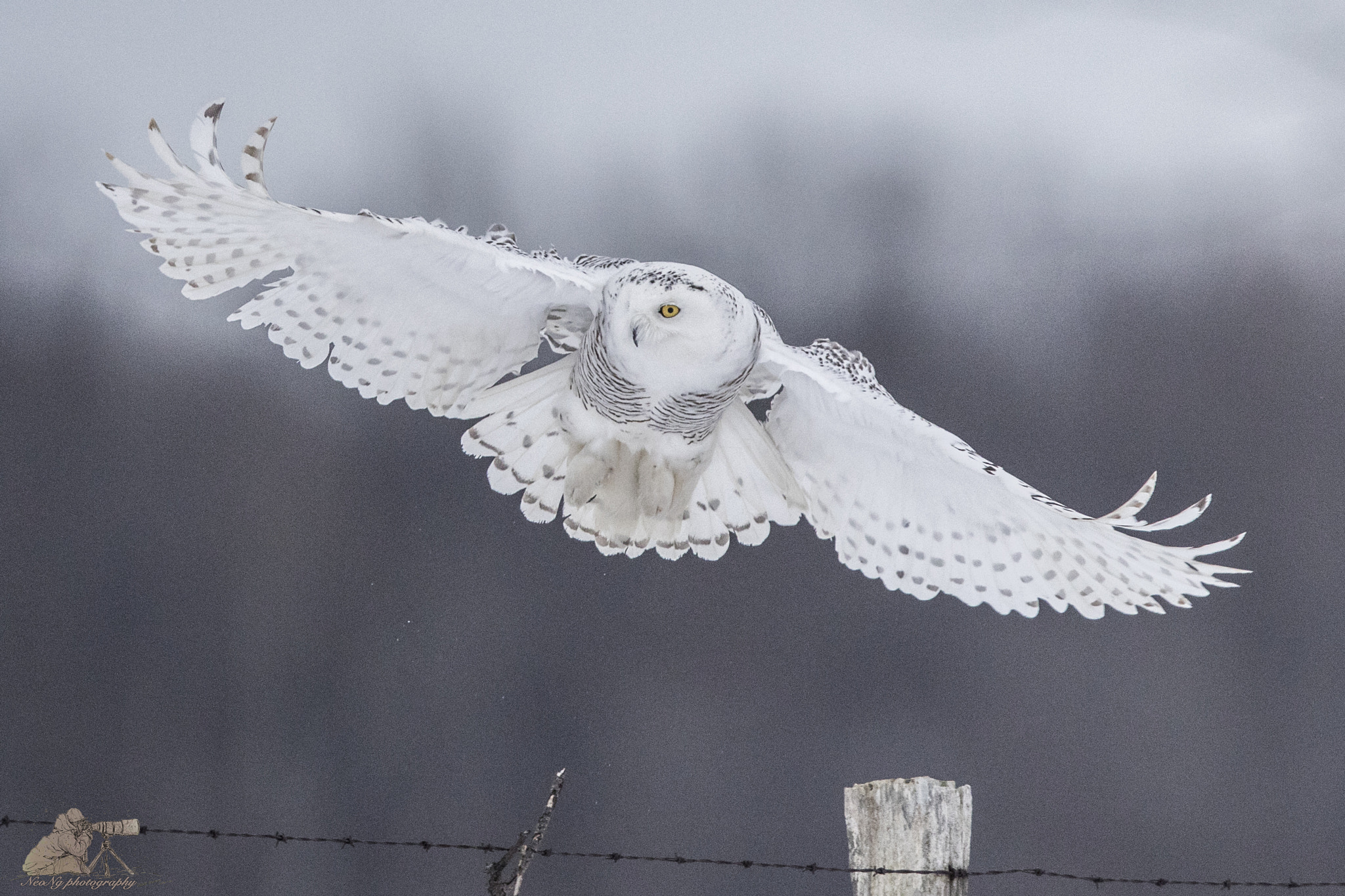 Canon EF 600mm F4L IS II USM sample photo. Neol photography