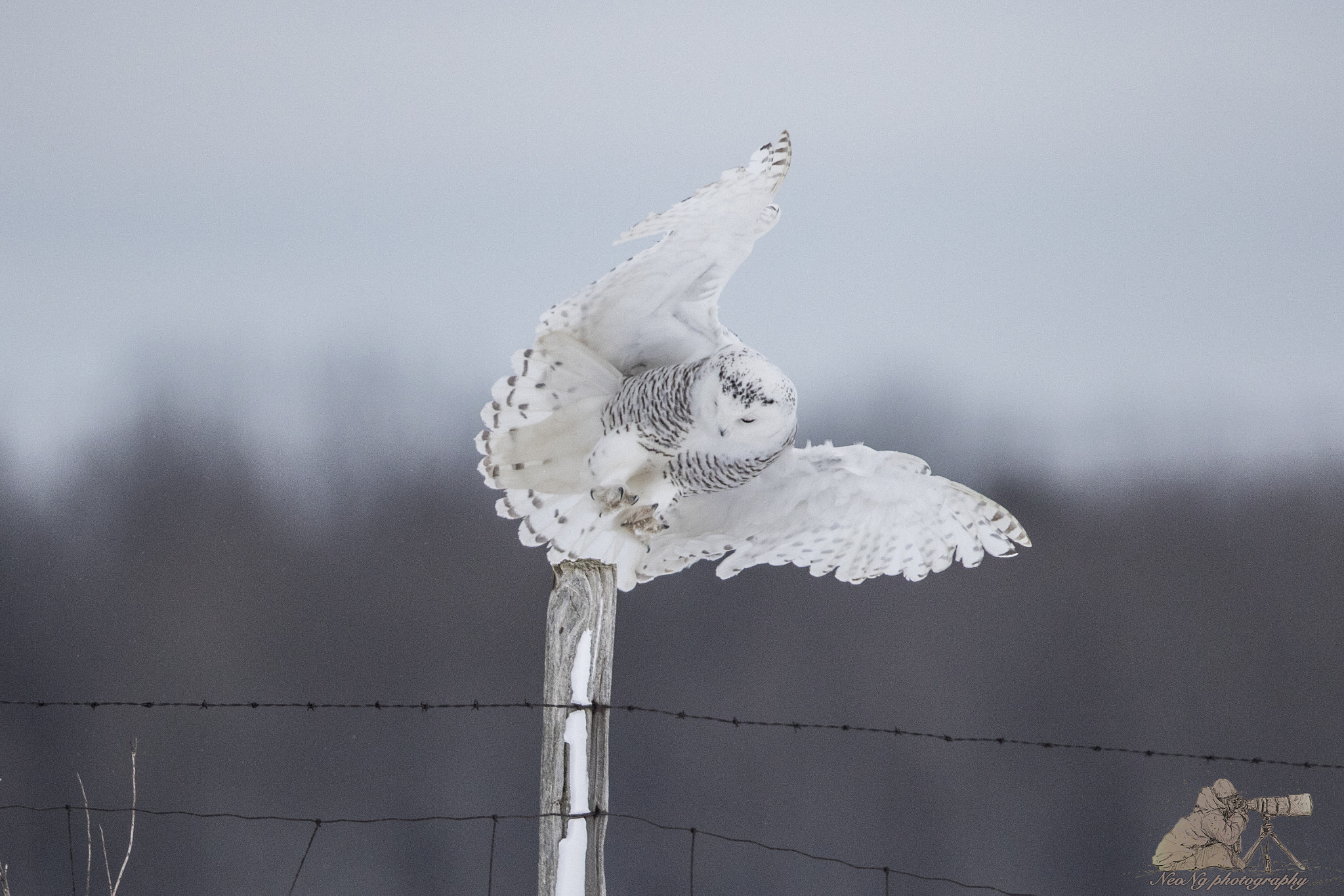 Canon EF 600mm F4L IS II USM sample photo. Neol photography