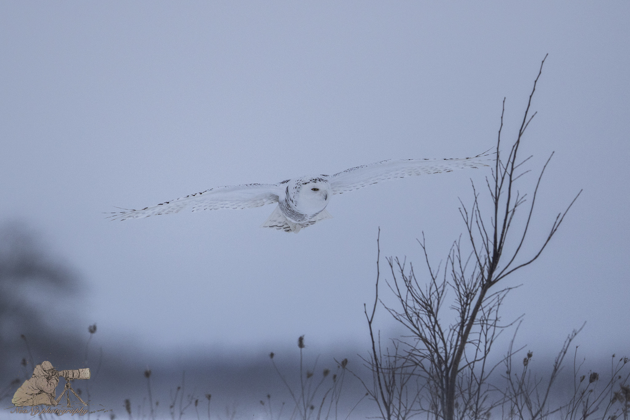 Canon EF 600mm F4L IS II USM sample photo. Neol photography