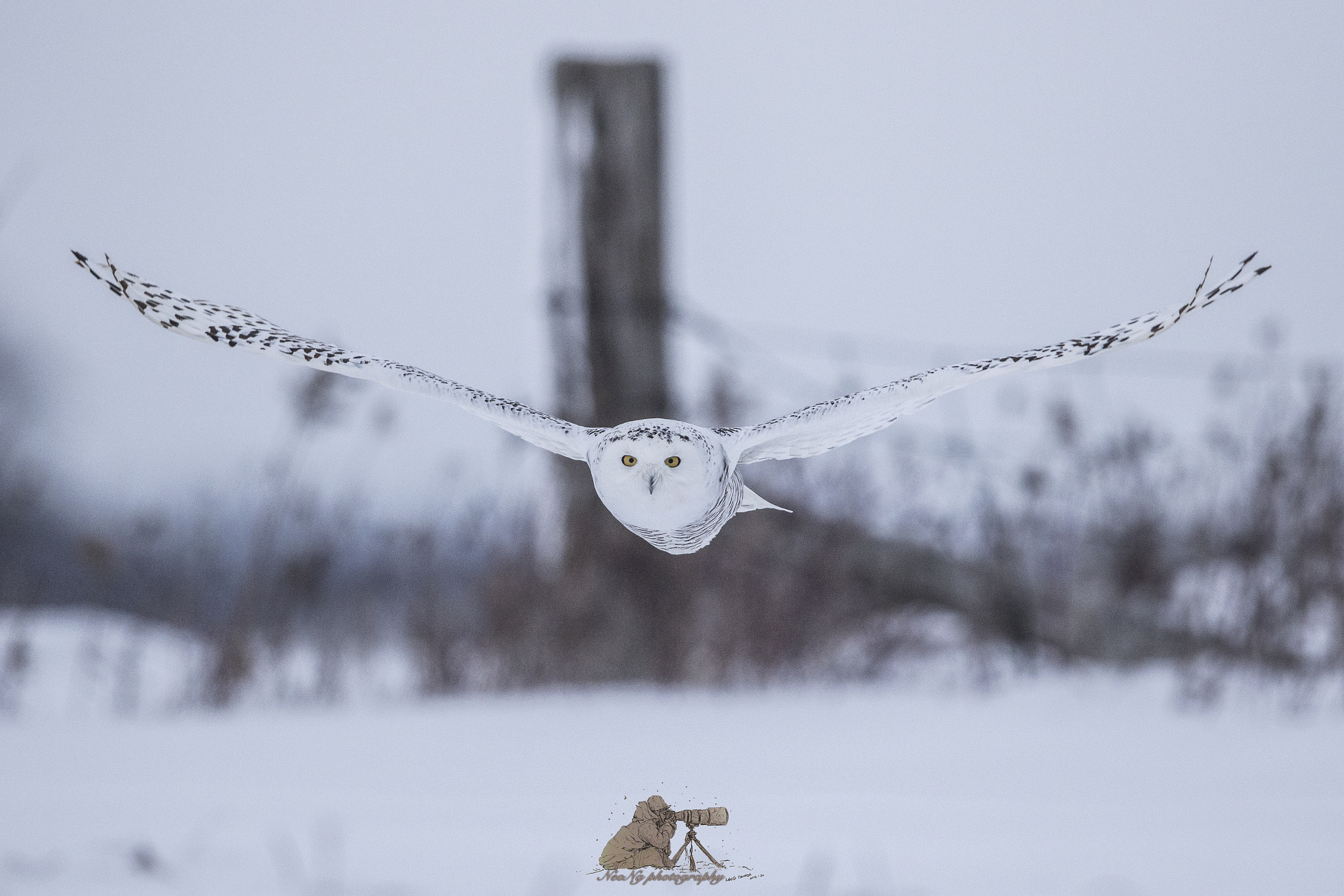 Canon EF 600mm F4L IS II USM sample photo. Neol photography