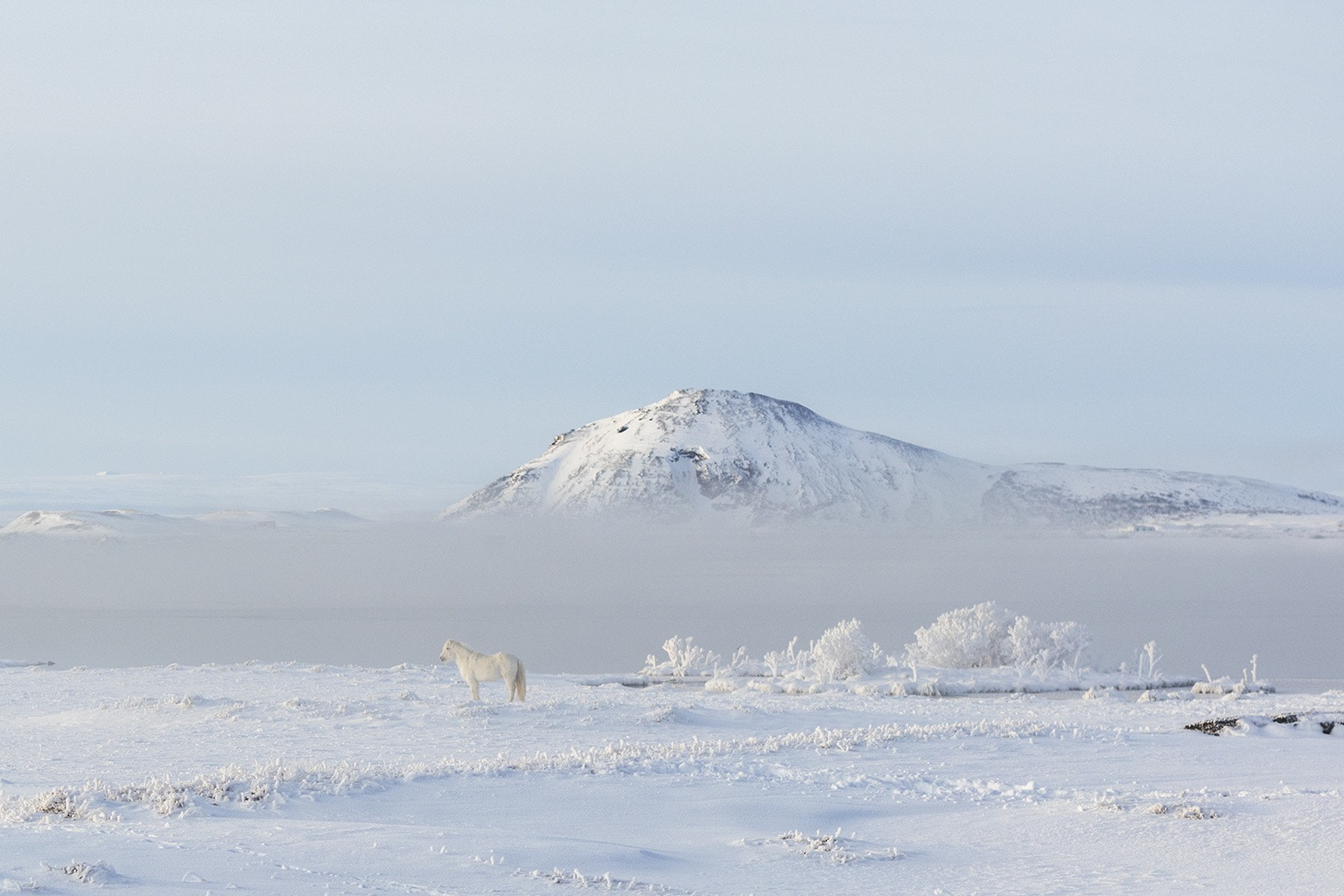 ZEISS Makro-Planar T* 50mm F2 sample photo. Unicorn at mývatn, north iceland photography