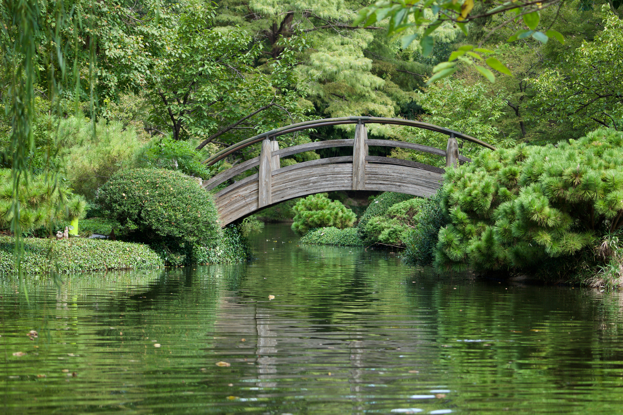 Sony a6000 + Sony FE 70-200mm F4 G OSS sample photo. Fort worth japanese garden photography