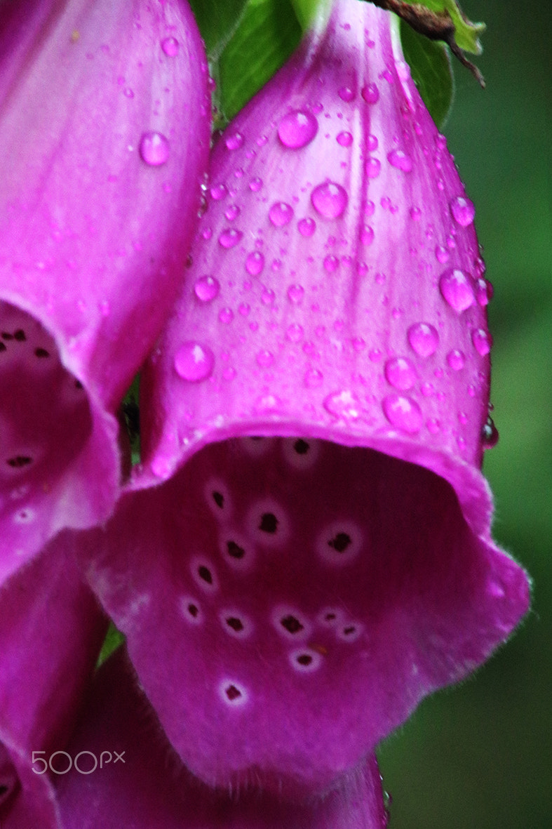 Canon EOS 750D (EOS Rebel T6i / EOS Kiss X8i) sample photo. Digitalis purpurea photography