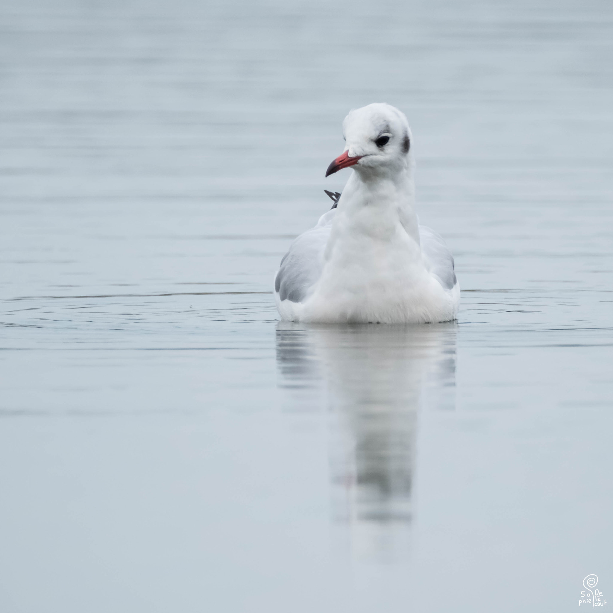 XF100-400mmF4.5-5.6 R LM OIS WR + 1.4x sample photo. Dscf photography
