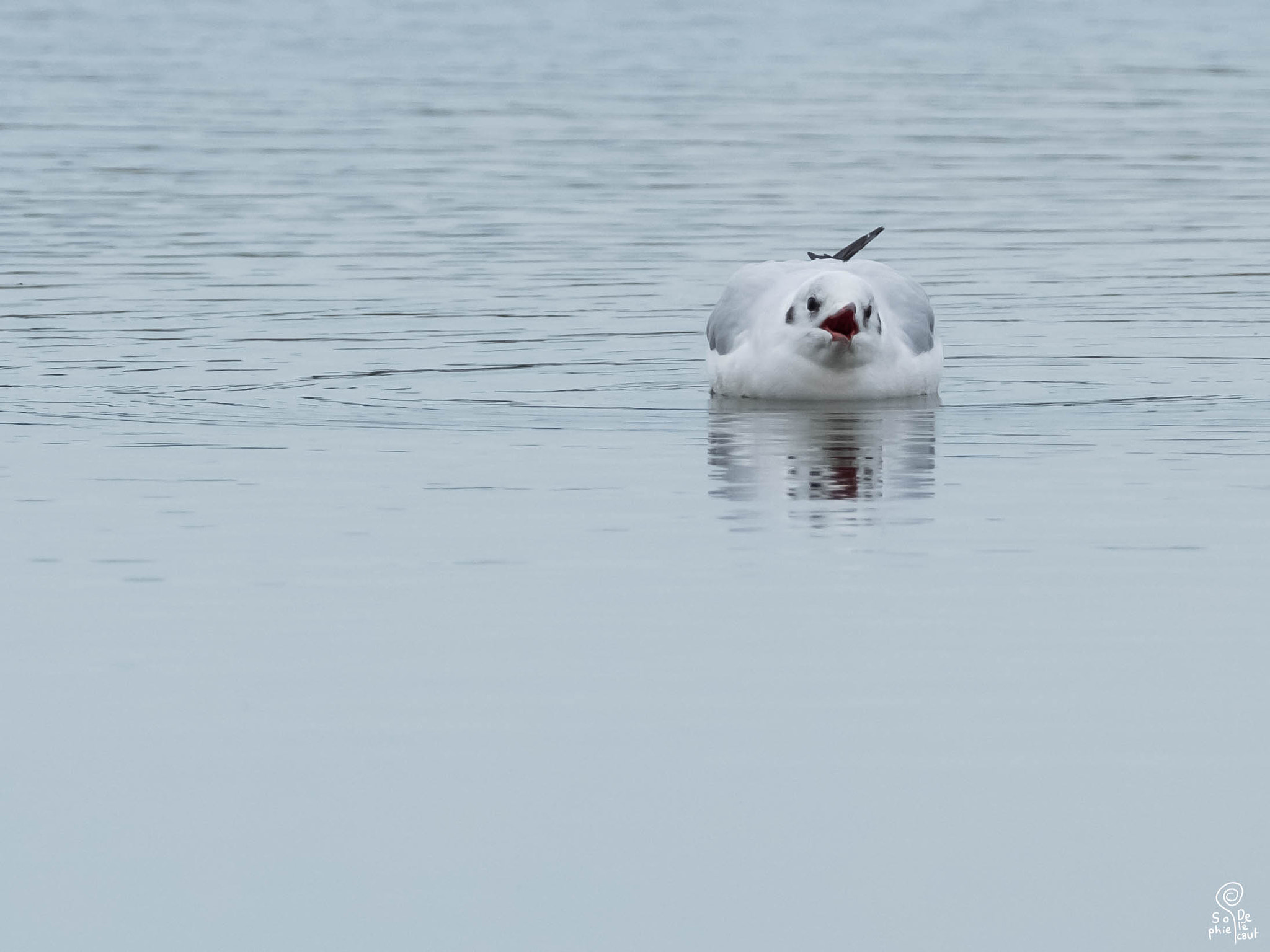 XF100-400mmF4.5-5.6 R LM OIS WR + 1.4x sample photo. Dscf photography