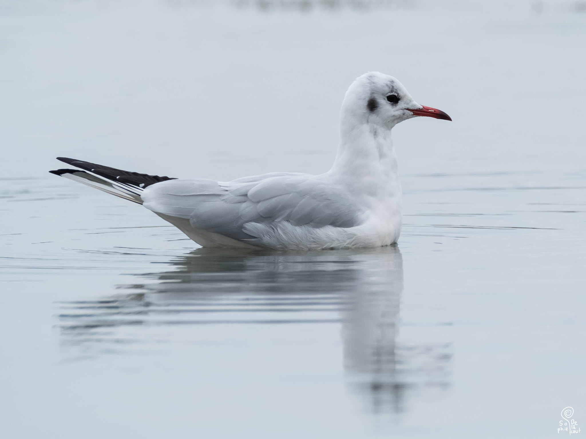 XF100-400mmF4.5-5.6 R LM OIS WR + 1.4x sample photo. Dscf photography