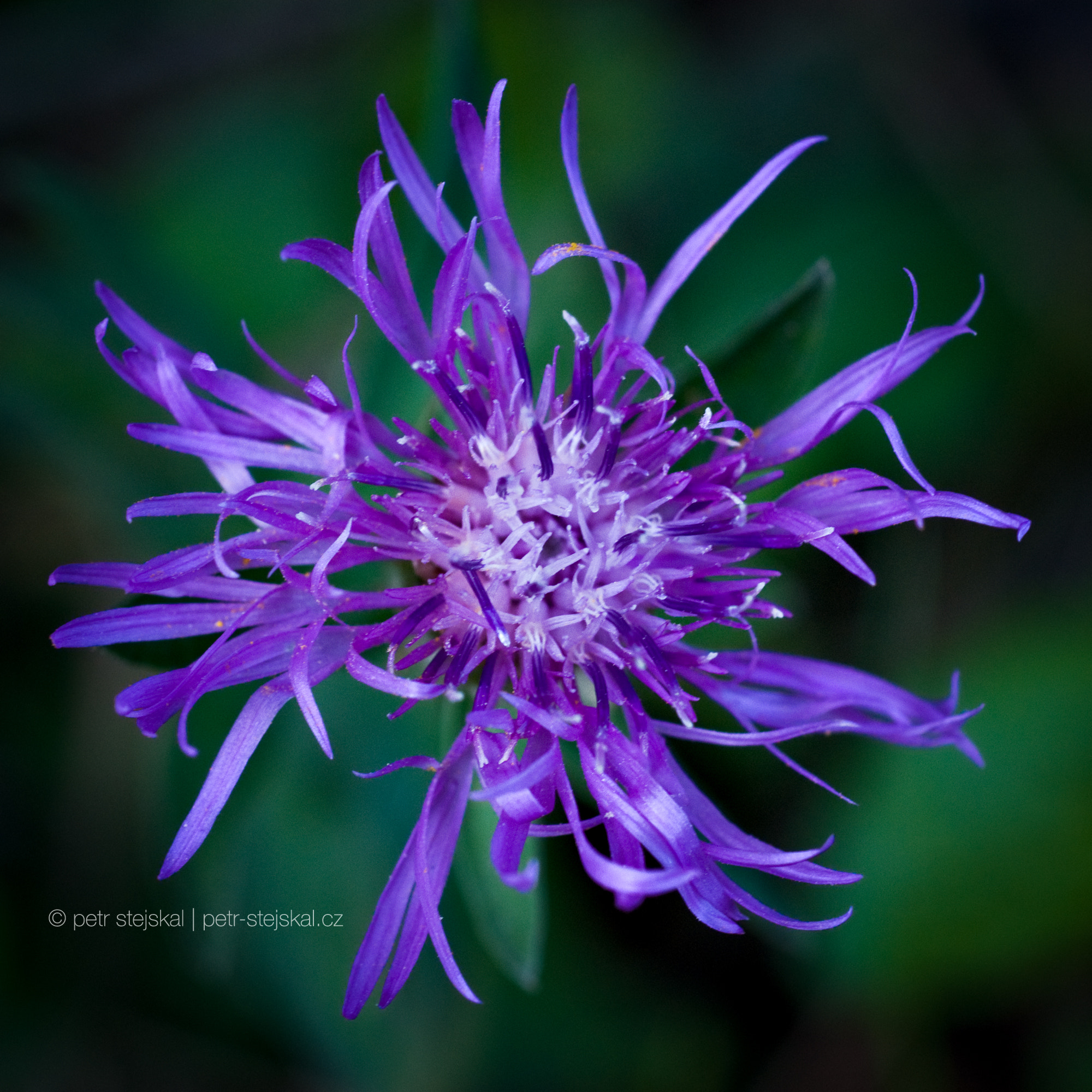 Nikon D200 + Nikon AF Micro-Nikkor 60mm F2.8D sample photo. Cornflower photography