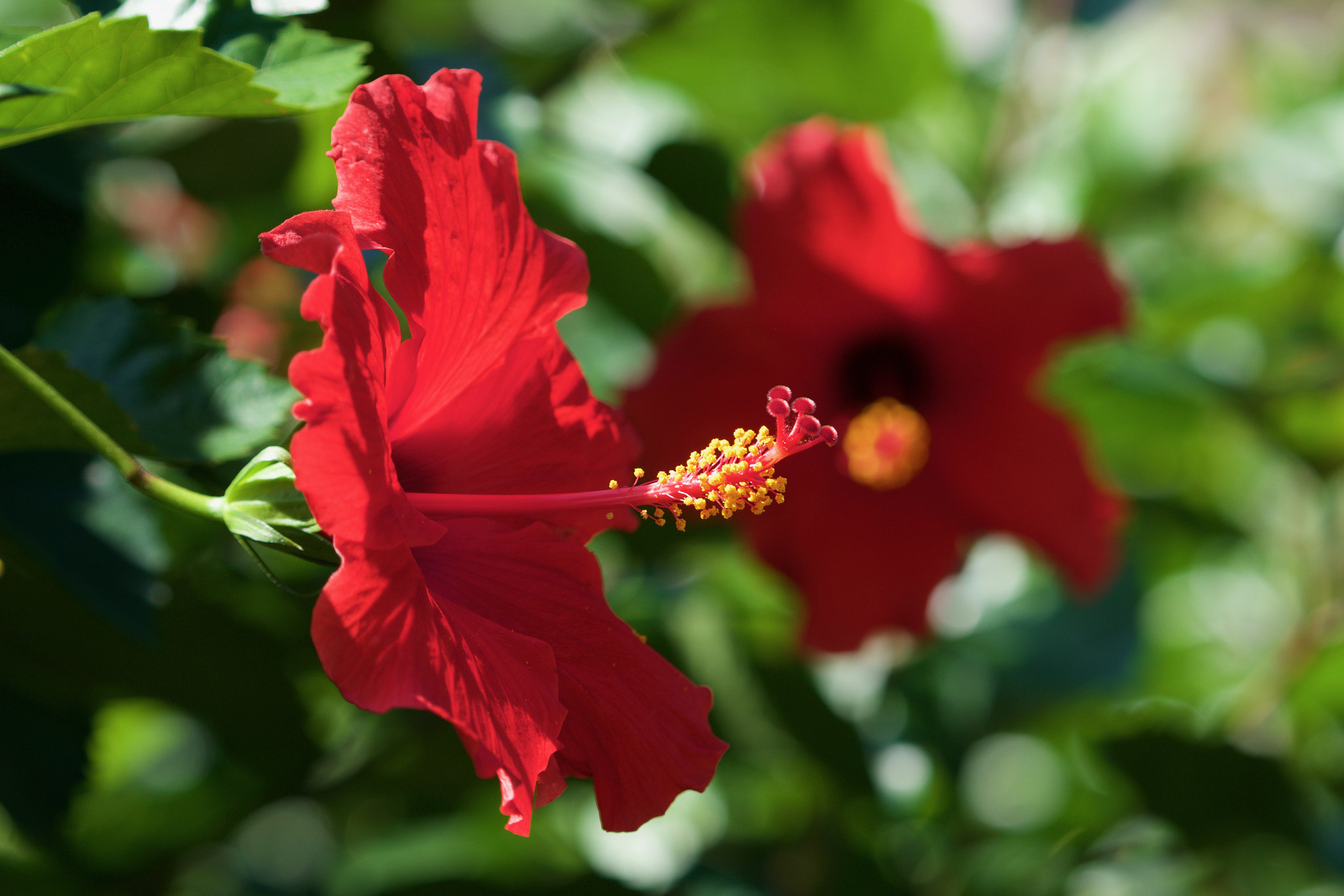 Sony a6000 + Sony FE 70-200mm F4 G OSS sample photo. Red hibiscus photography