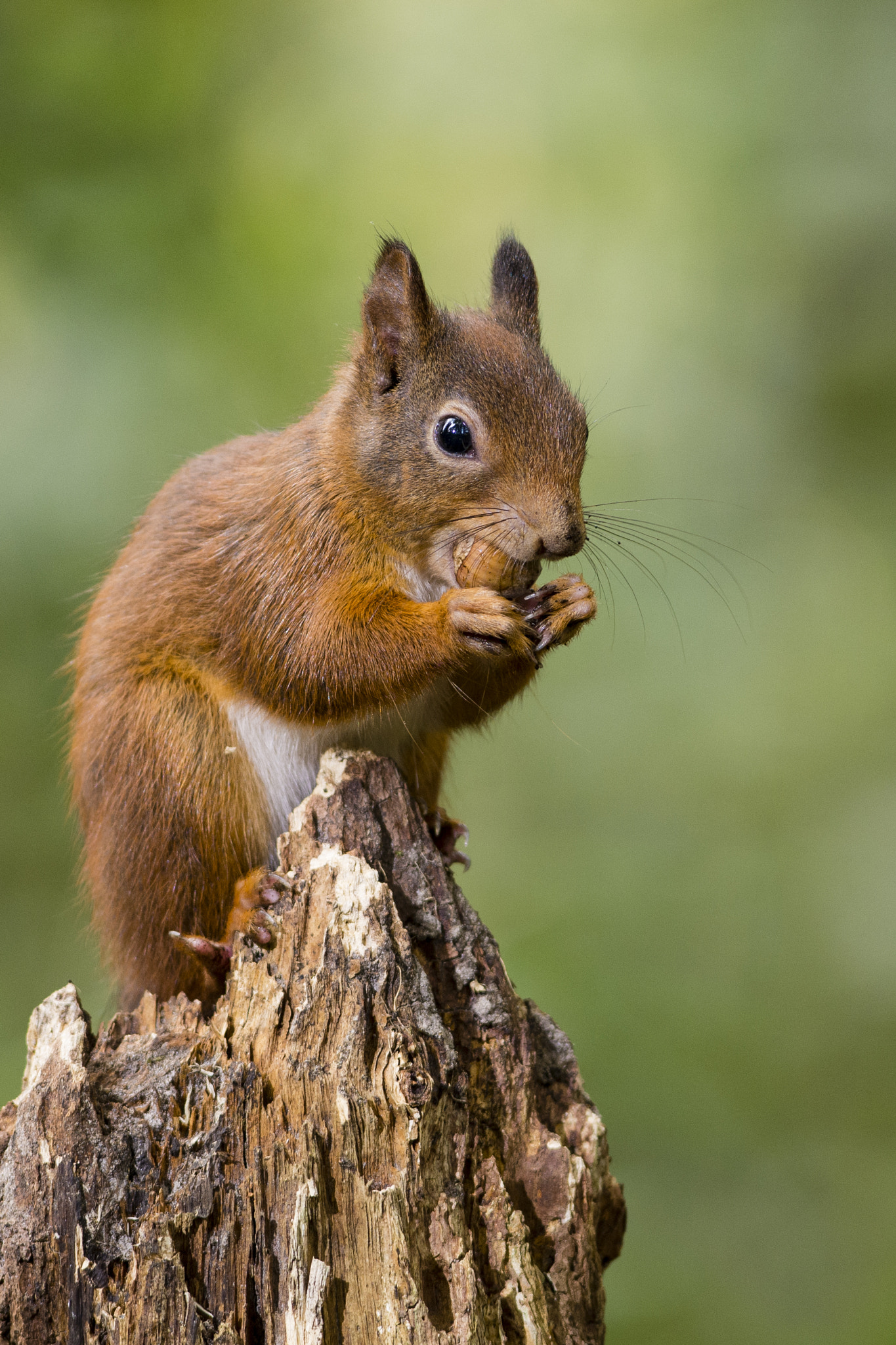 Nikon AF-S Nikkor 300mm F2.8G ED VR II sample photo. Squirrel photography