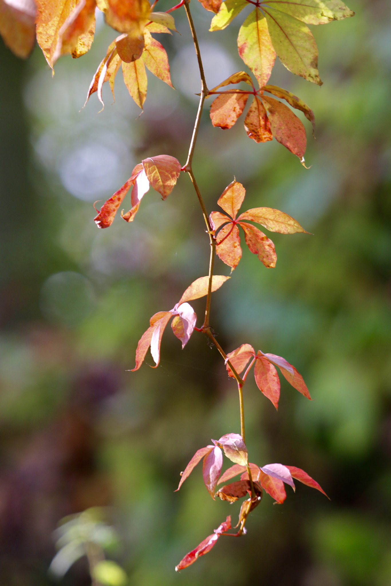 Canon EF 100-400mm F4.5-5.6L IS USM sample photo. Fall 3 photography