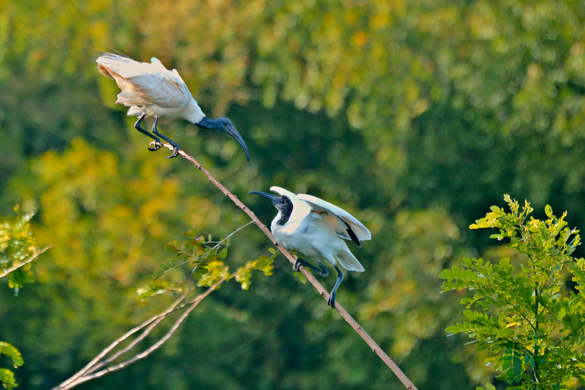 Sigma 150-500mm F5-6.3 DG OS HSM sample photo. Catch me if u can. photography