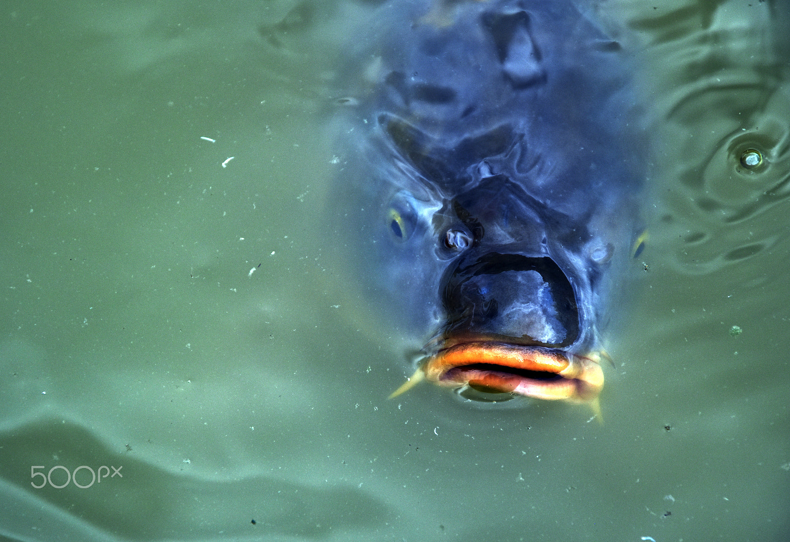 Sigma 18-200mm F3.5-6.3 DC OS HSM sample photo. Carp photography