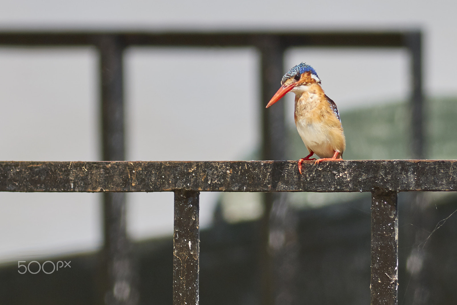 Canon EF 400mm F5.6L USM sample photo. Malachite kingfisher photography