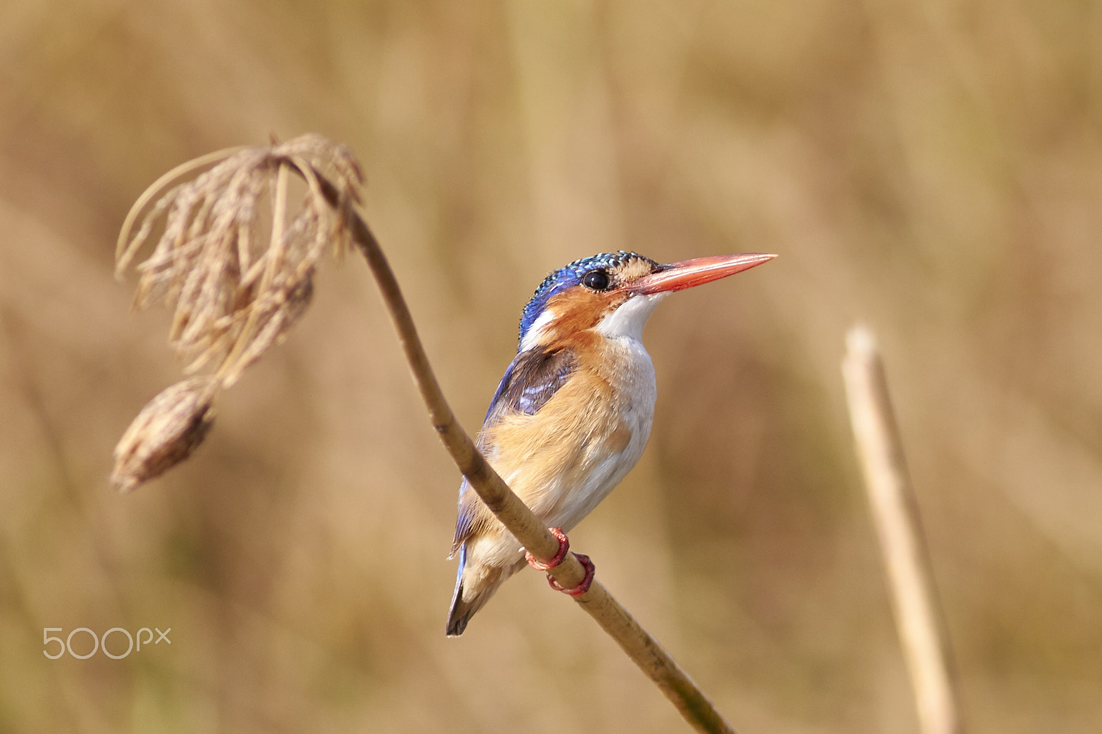 Canon EF 400mm F5.6L USM sample photo. Malachite kingfisher photography