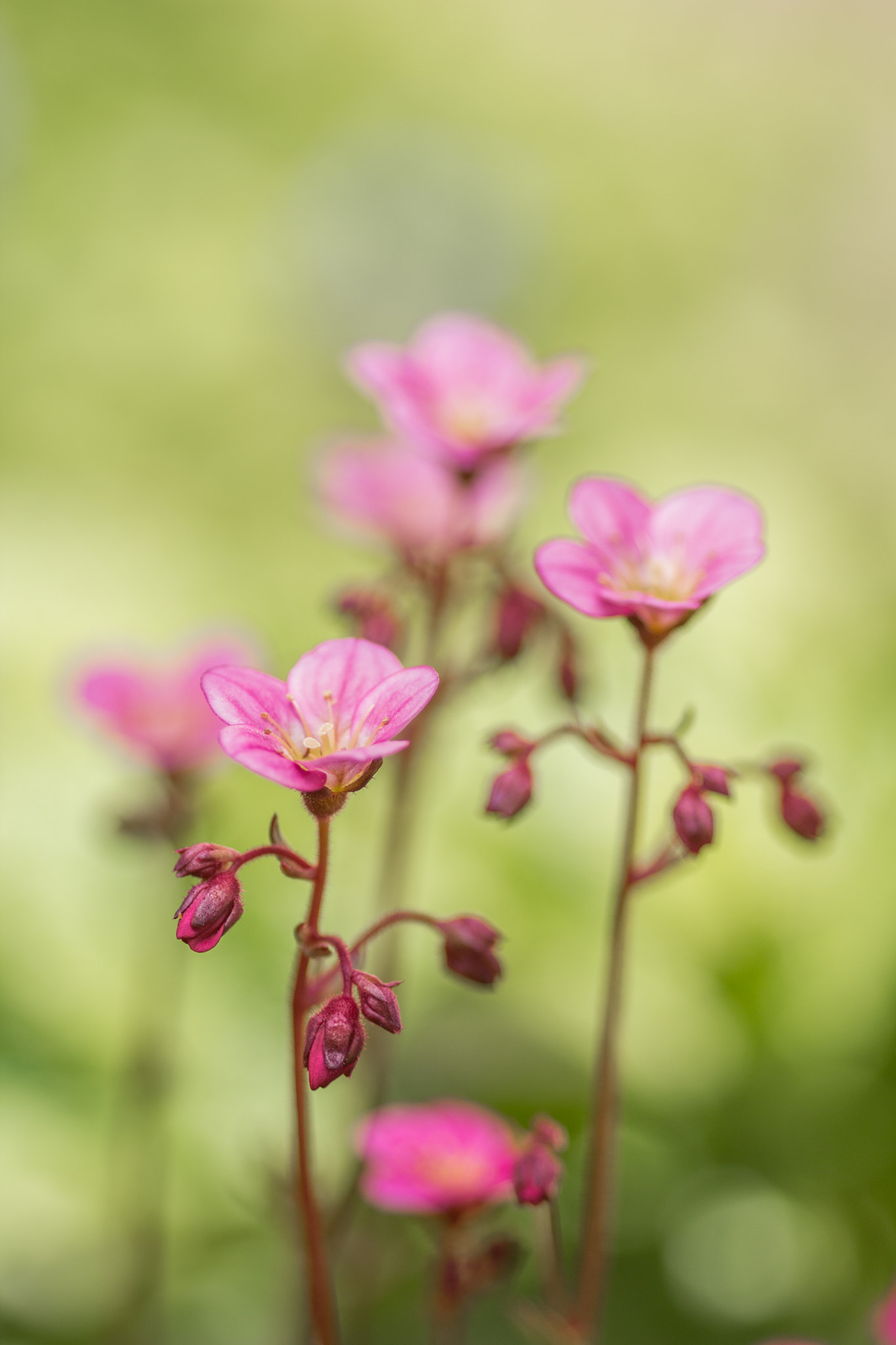 Canon EOS 60D + Sigma 105mm F2.8 EX DG Macro sample photo. Little beauties photography