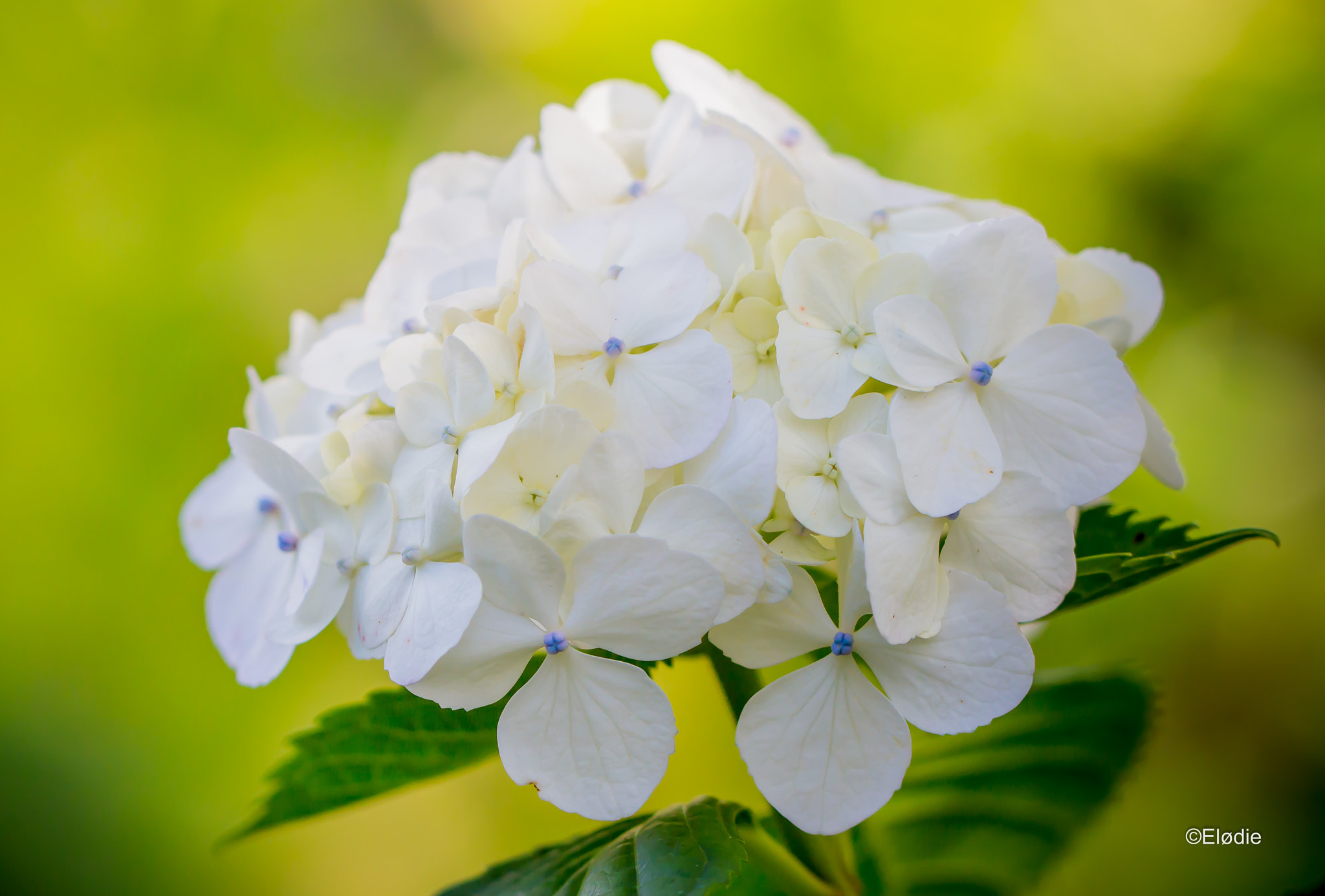 Canon EF 100mm F2.8L Macro IS USM sample photo. Hortensia photography