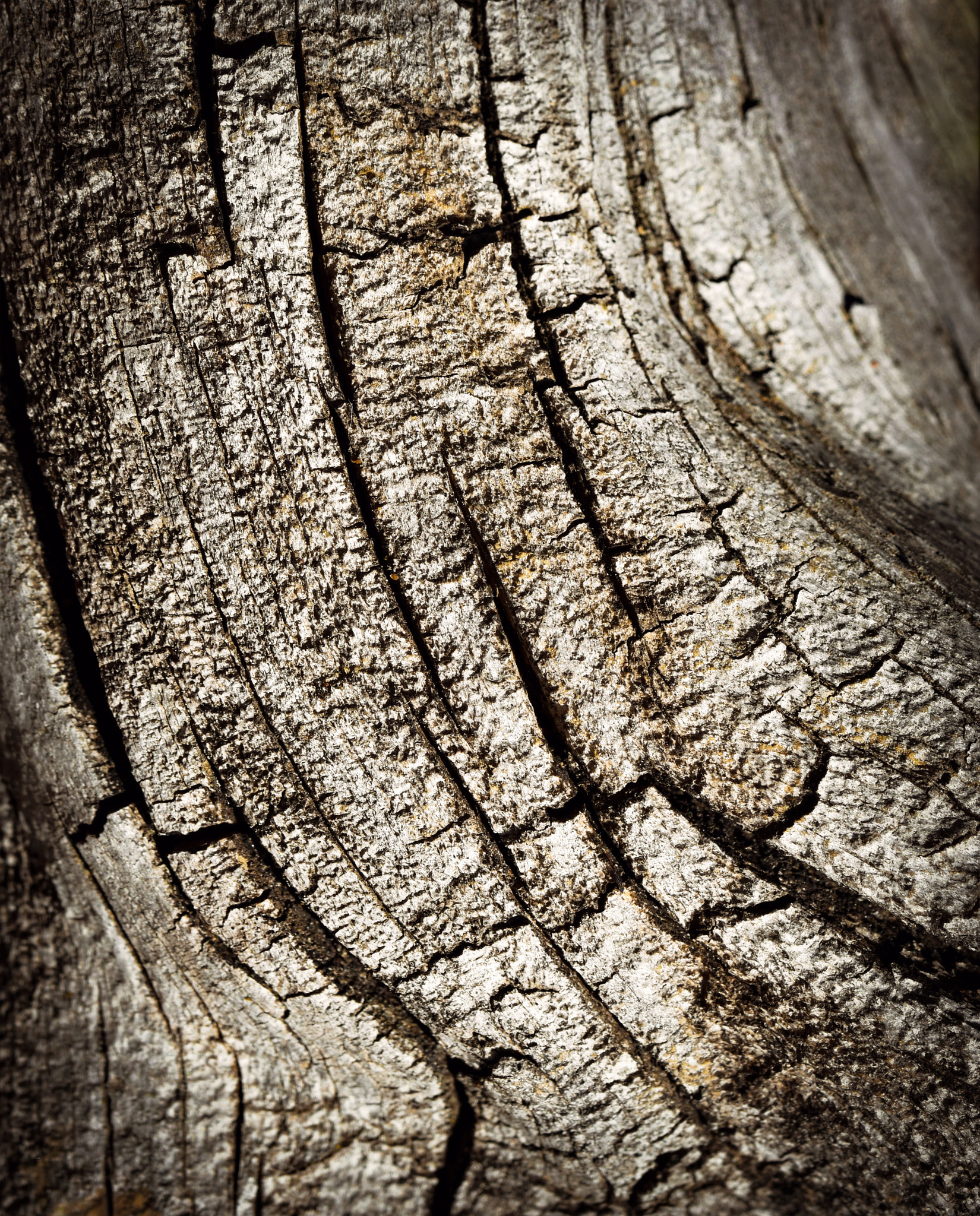 Nikon D5500 + Tamron SP 90mm F2.8 Di VC USD 1:1 Macro (F004) sample photo. Detail of an old stump with cracks photography