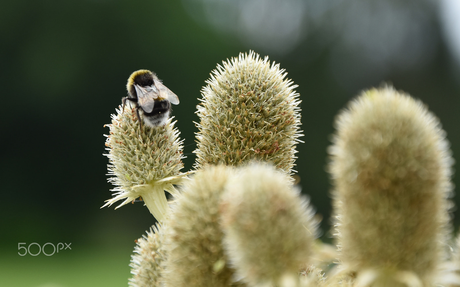 AF Zoom-Nikkor 28-105mm f/3.5-4.5D IF sample photo. Bee un flower 2 photography