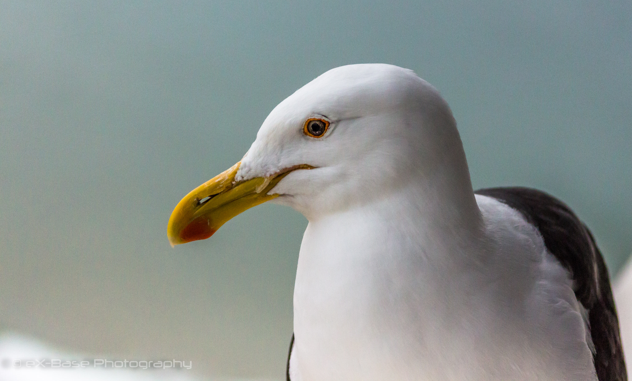 Canon EOS 650D (EOS Rebel T4i / EOS Kiss X6i) + EF75-300mm f/4-5.6 sample photo. Seagull photography