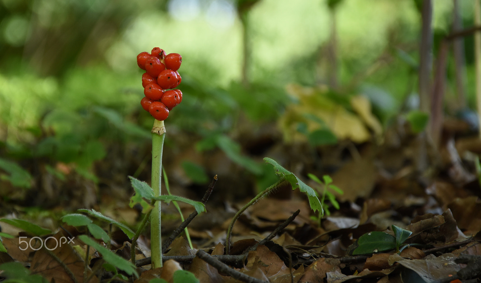 Nikon D7200 + Nikon AF Nikkor 24mm F2.8D sample photo. Red thing photography