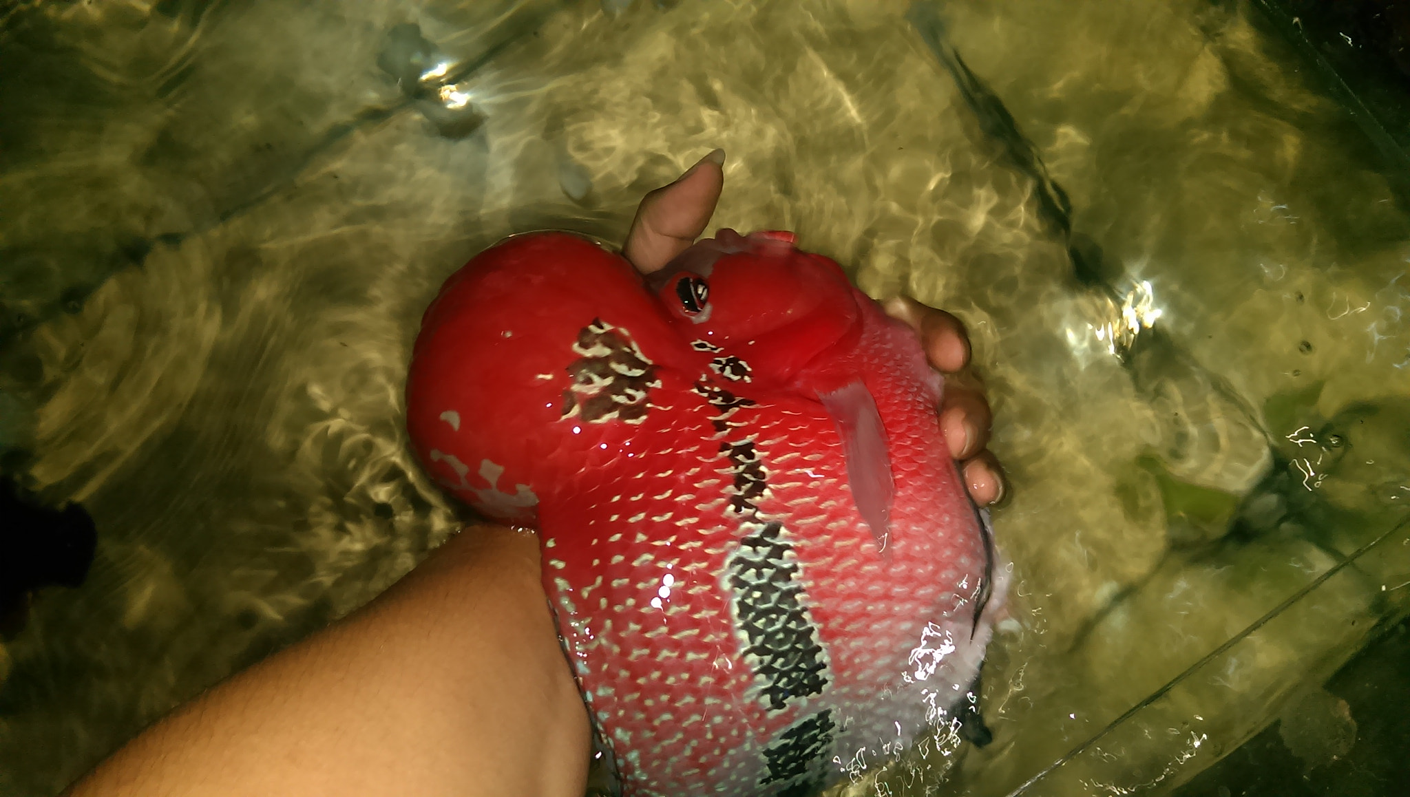 HTC ONE MINI sample photo. My fish photography