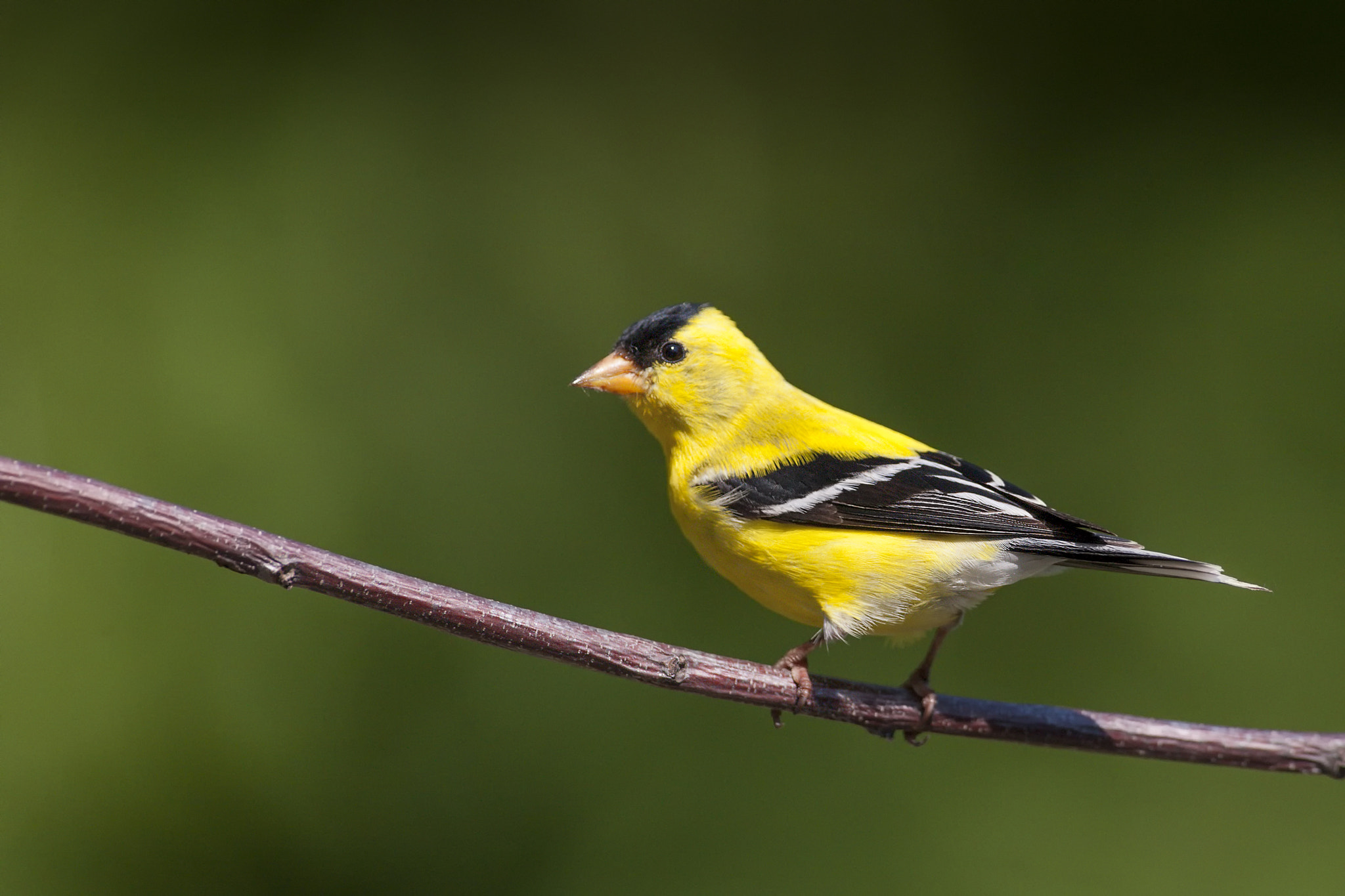 Canon EOS-1D Mark III + Canon EF 500mm F4L IS USM sample photo. North american gold finch photography