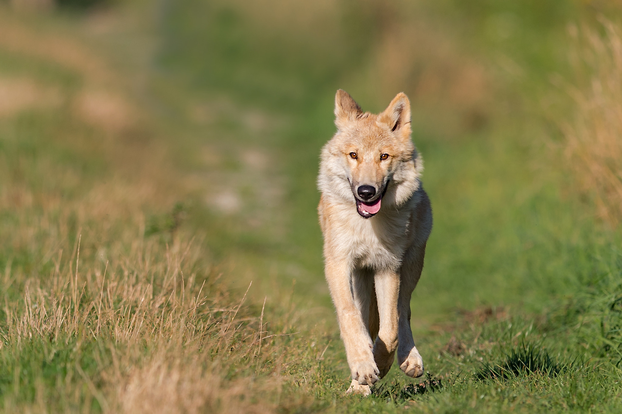 Canon EF 400mm F2.8L IS II USM sample photo. Mini polarwolf kiba photography