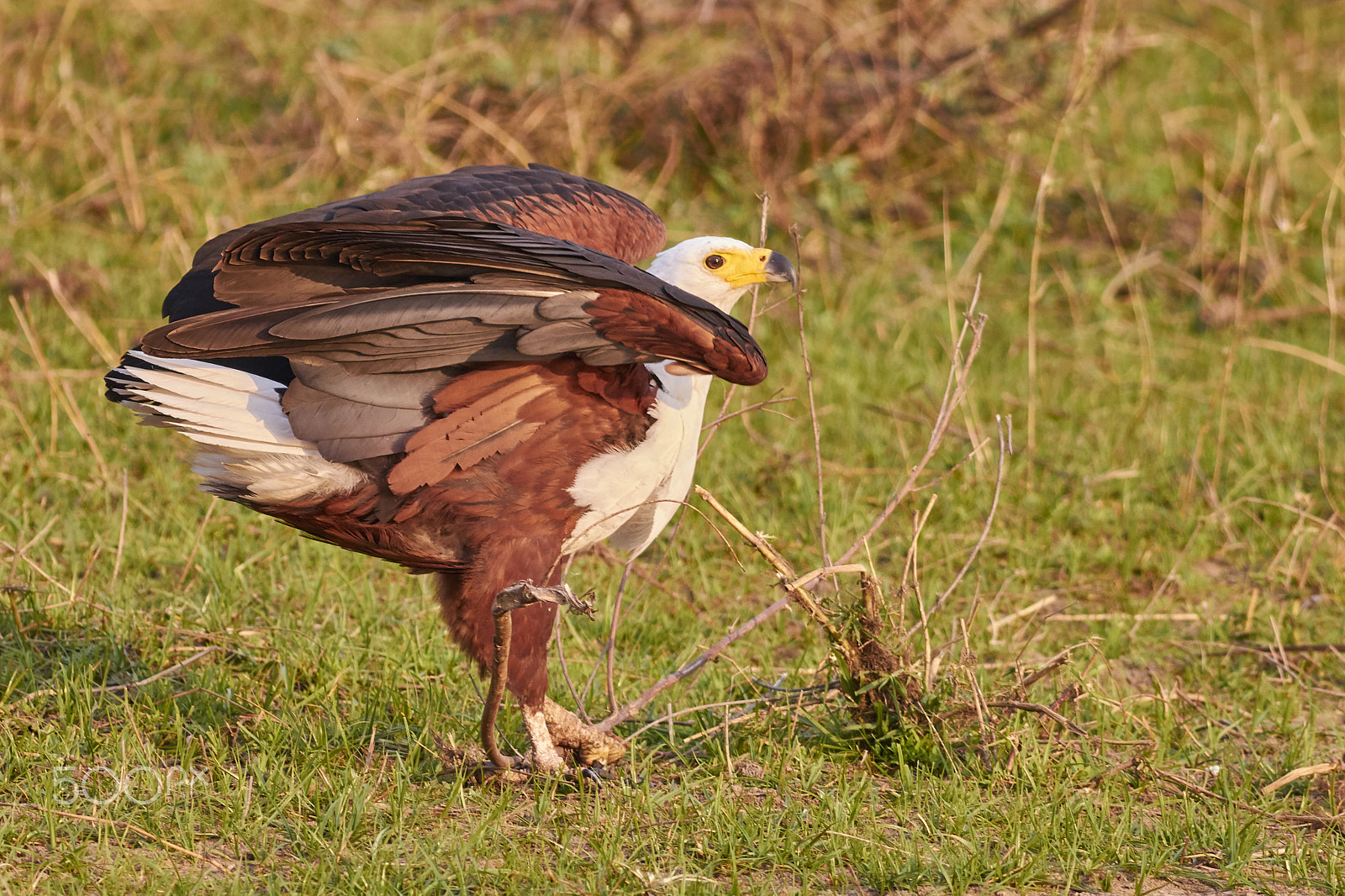 Canon EF 400mm F5.6L USM sample photo. African fish eagle photography